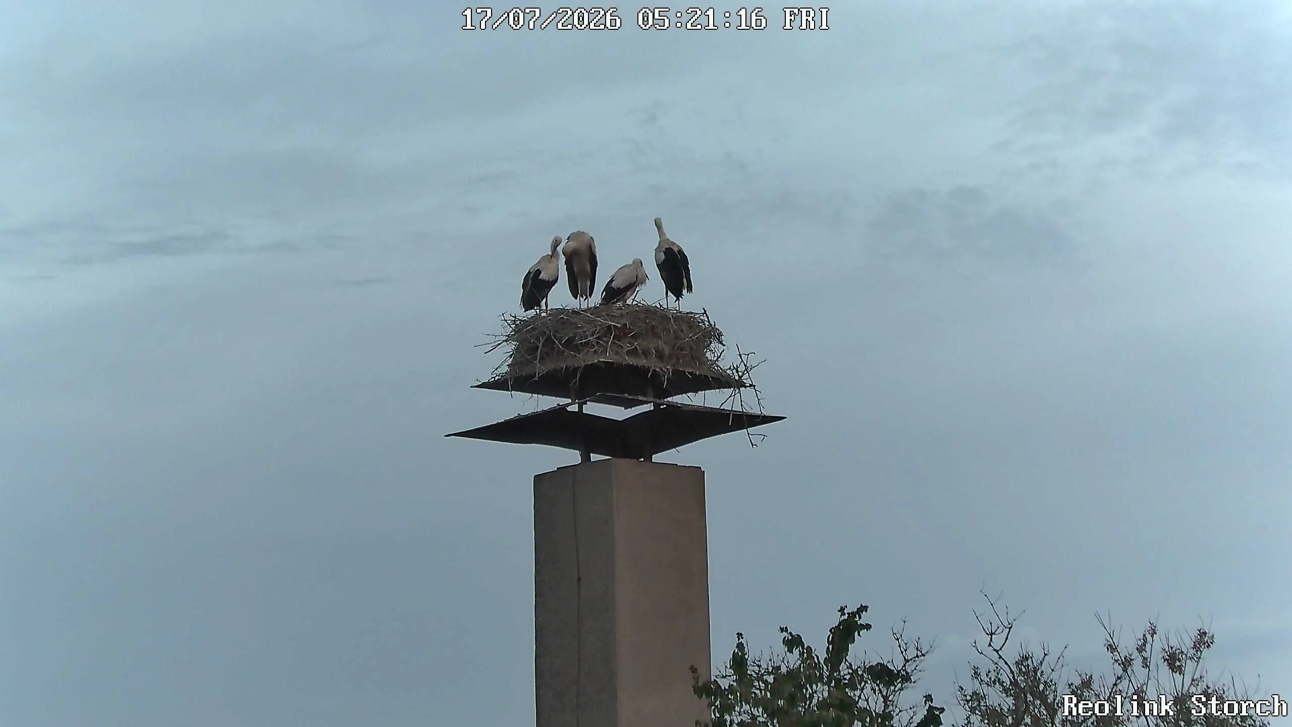 Storchencam Bild