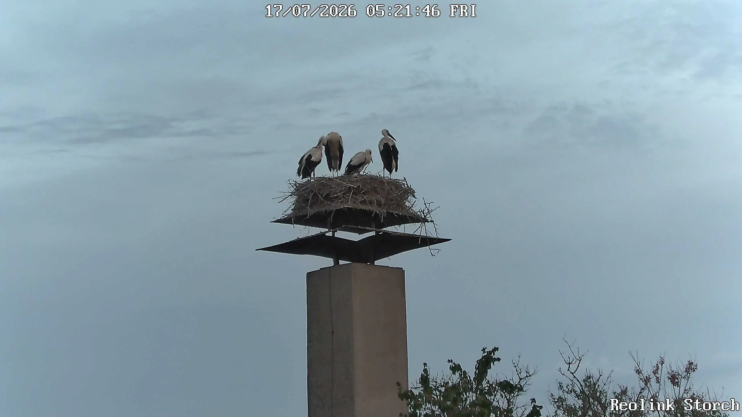 Storchencam Bild