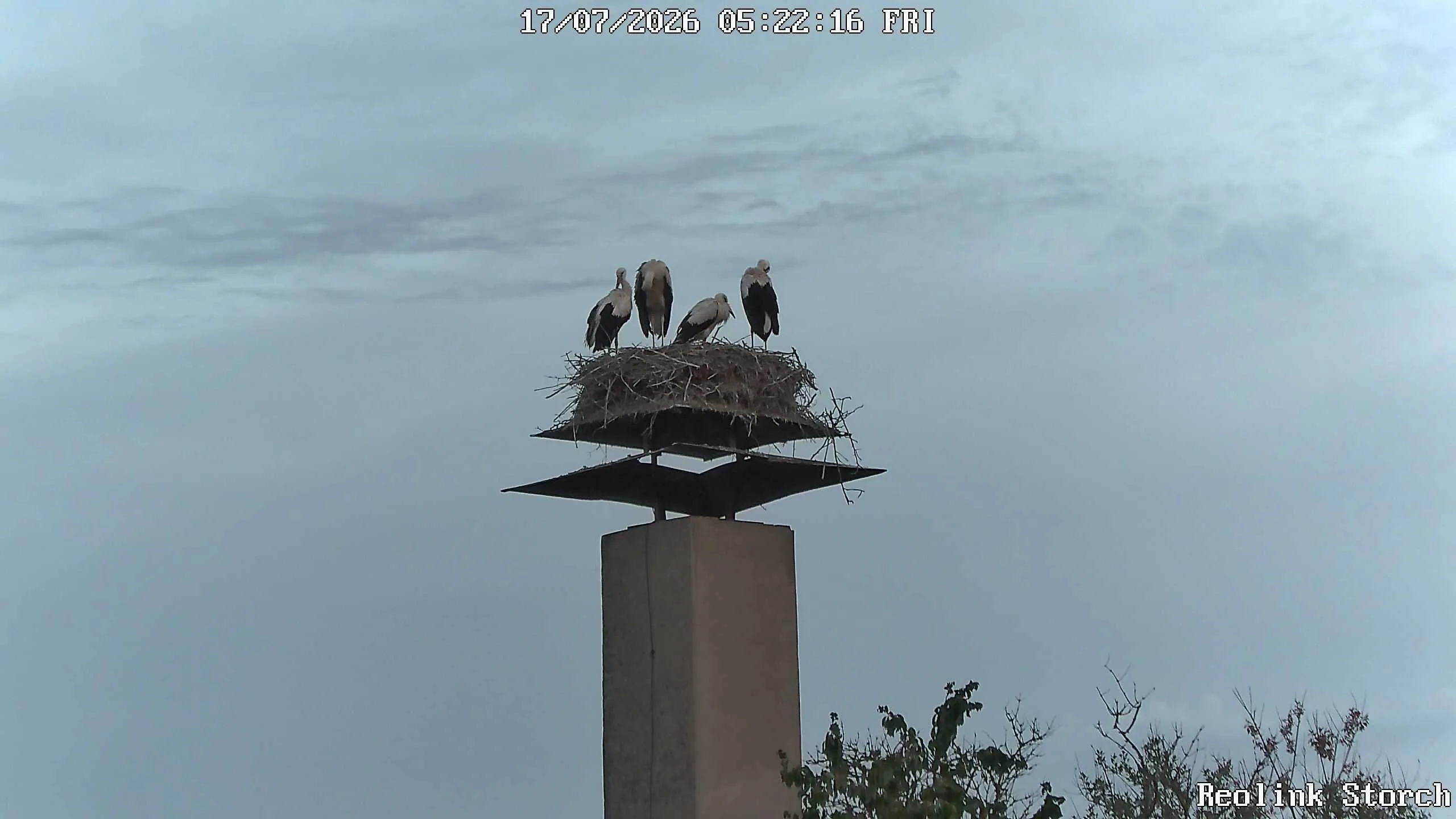 Storchencam Bild