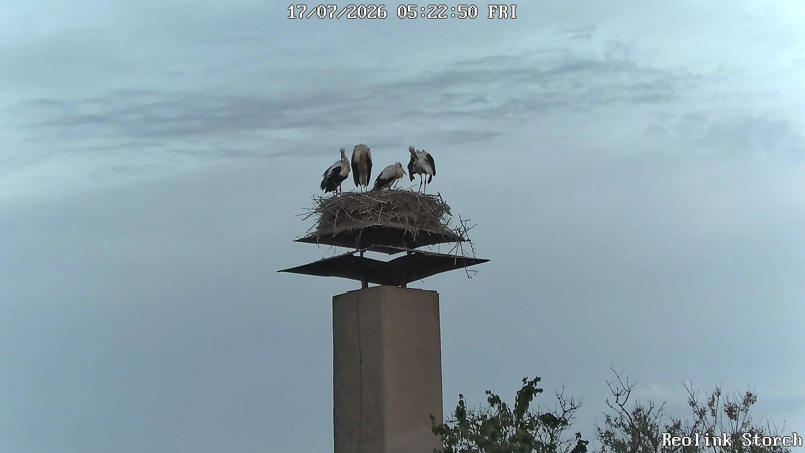 Storchencam Bild