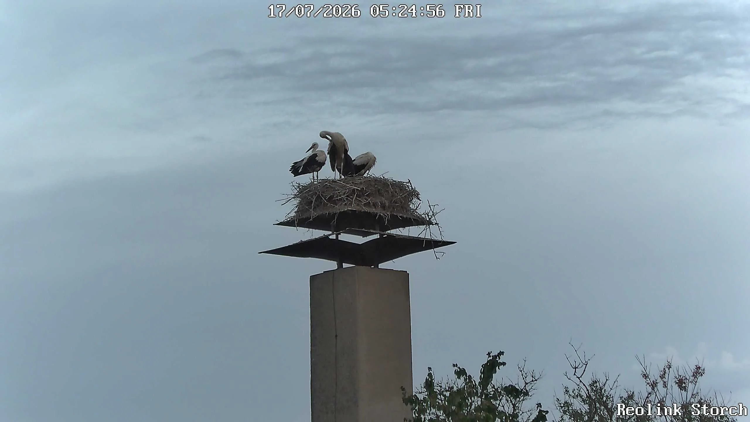 Storchencam Bild
