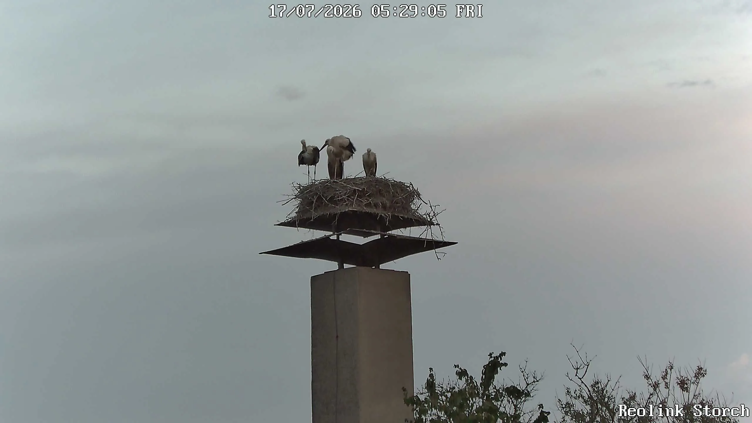 Storchencam Bild