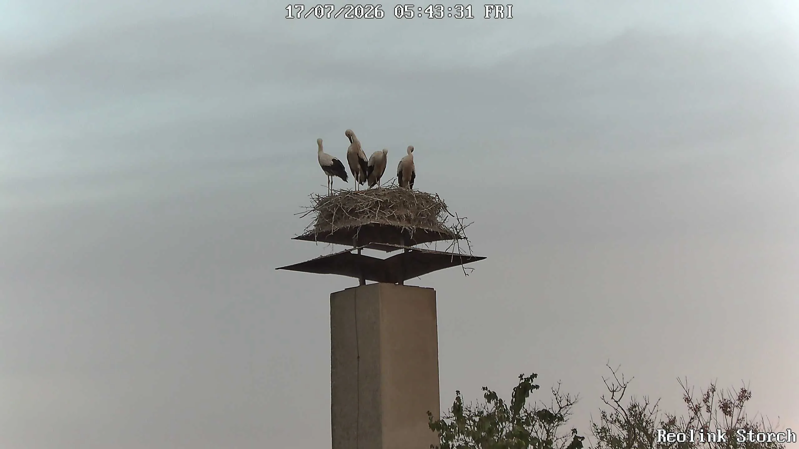 Storchencam Bild