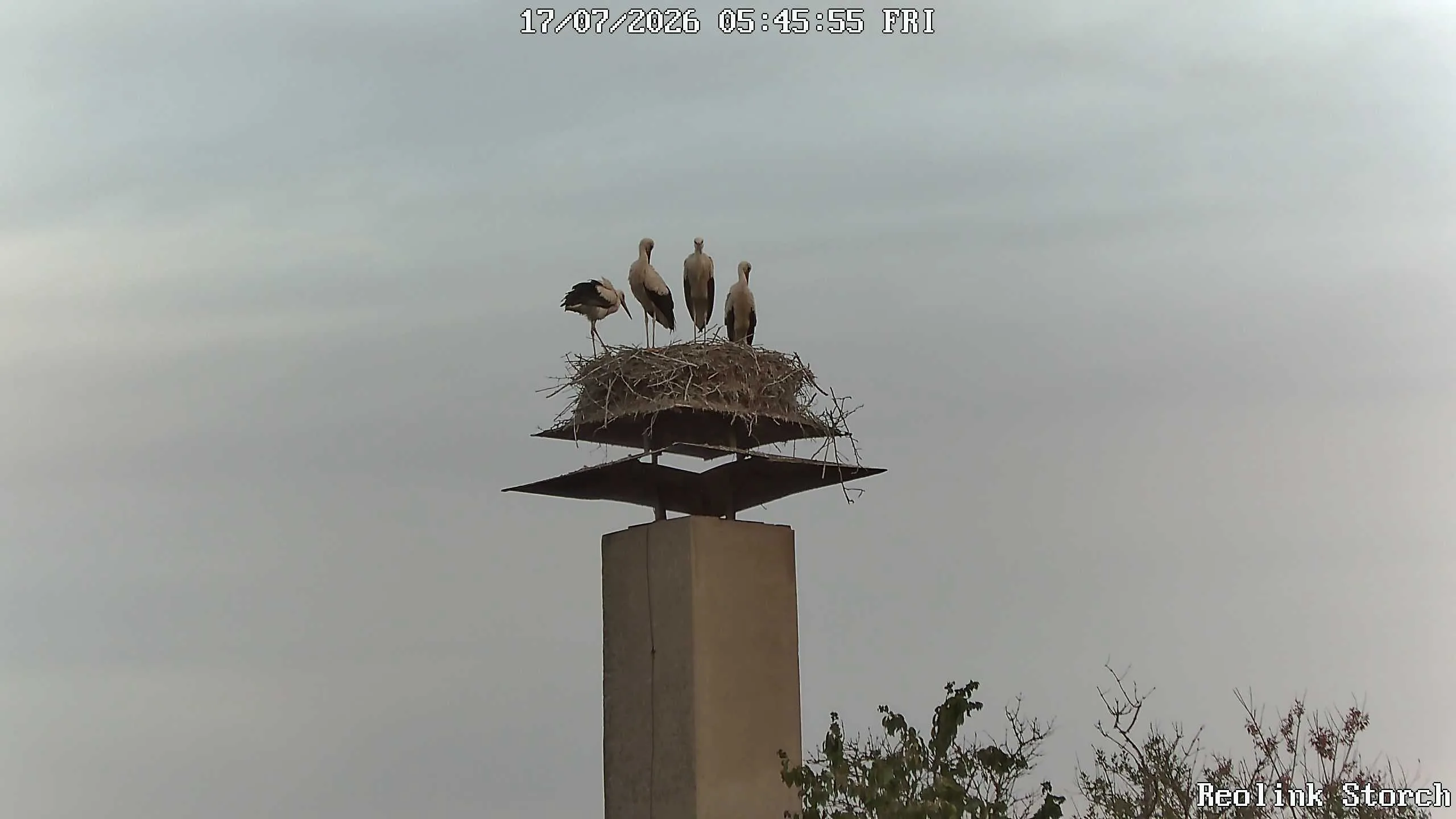 Storchencam Bild