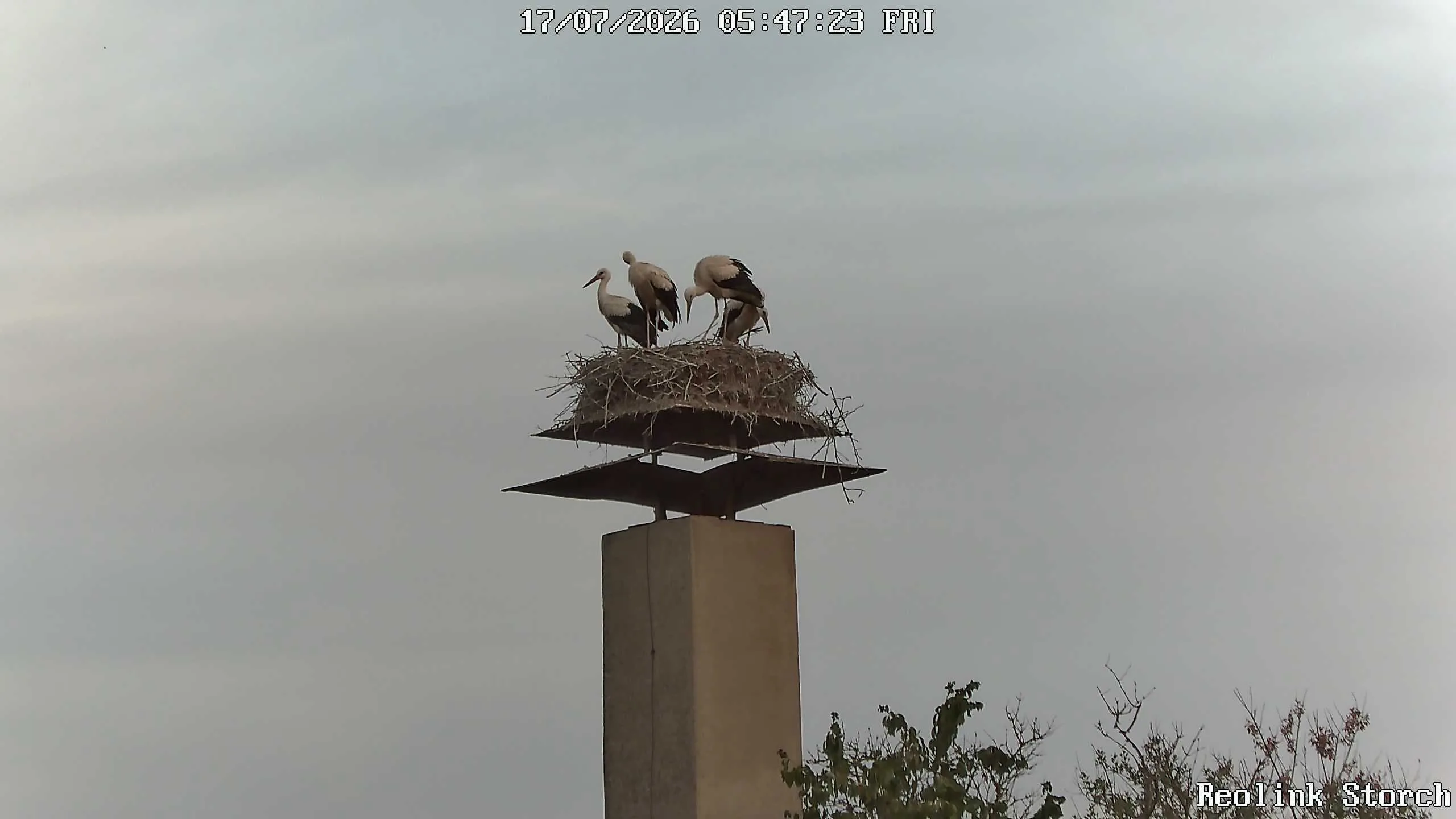 Storchencam Bild