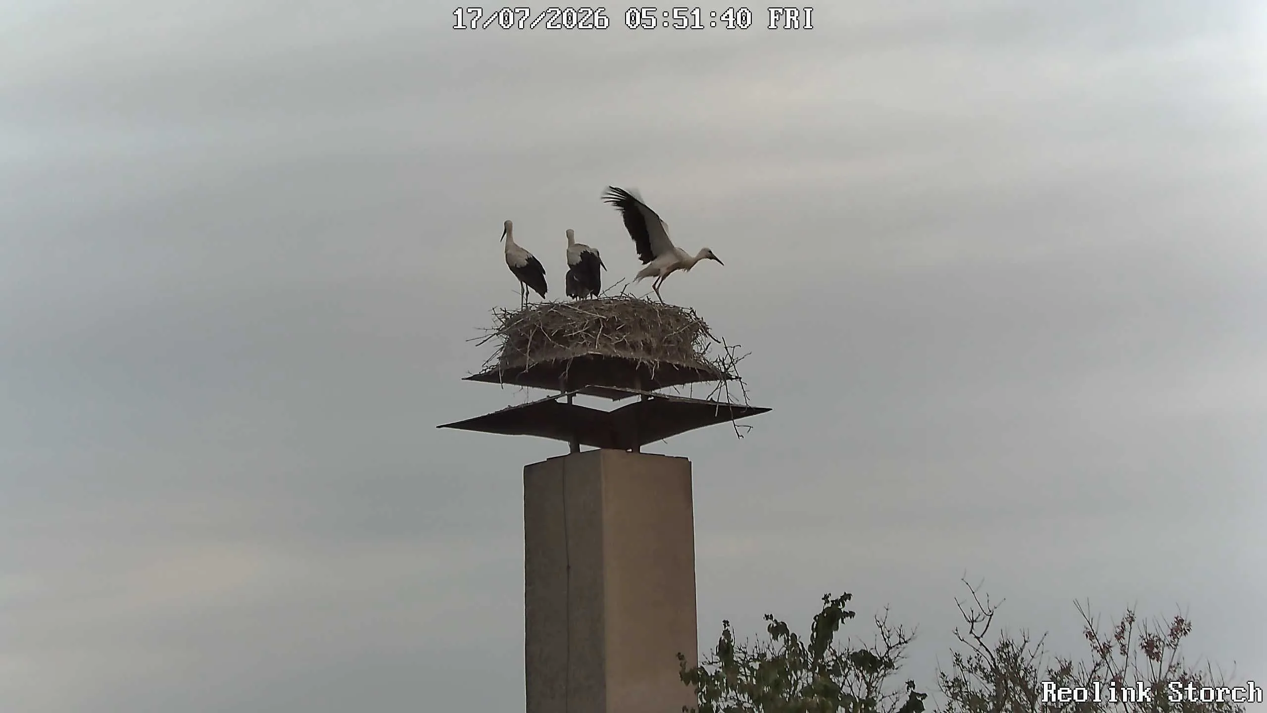 Storchencam Bild