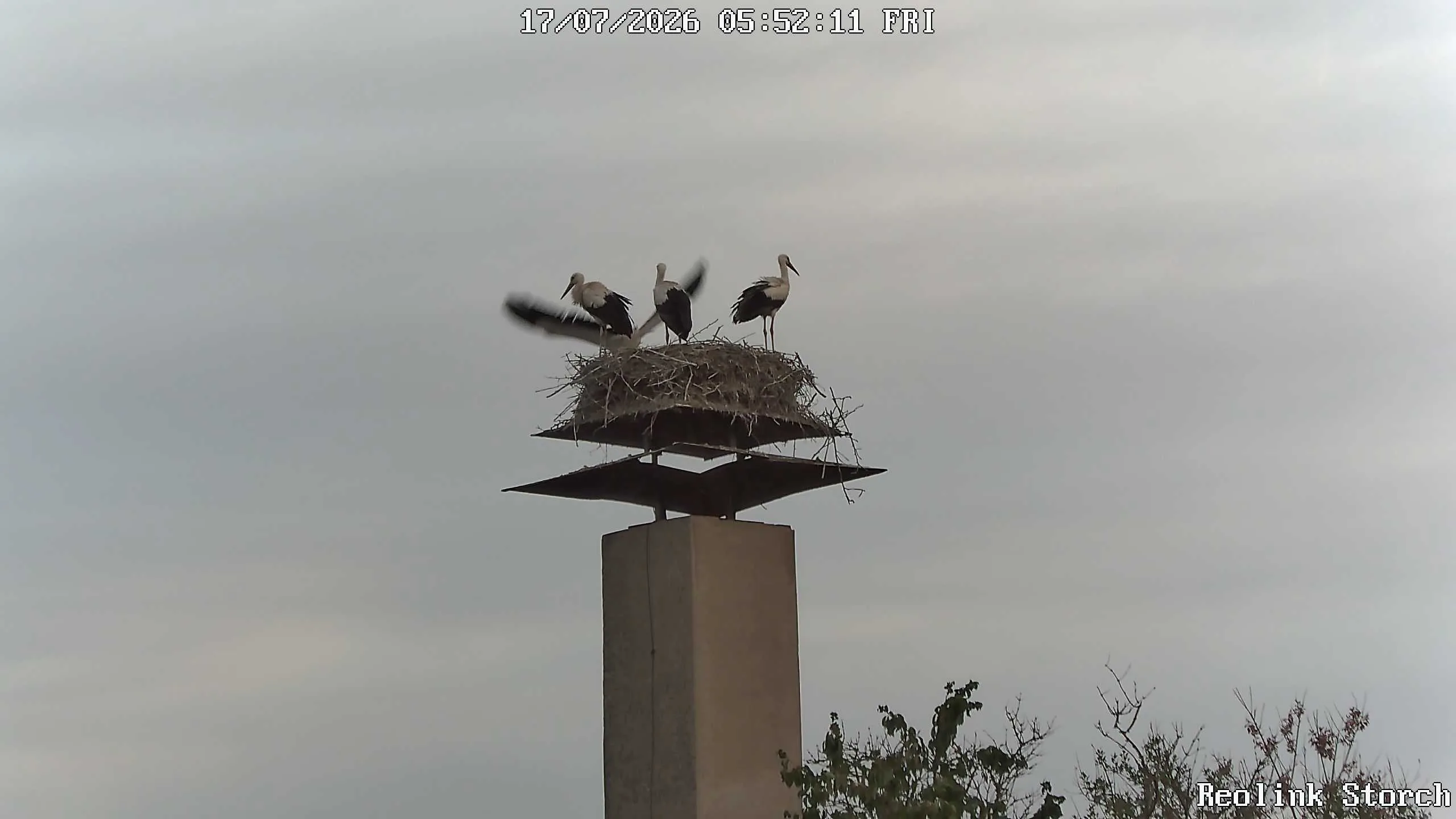 Storchencam Bild