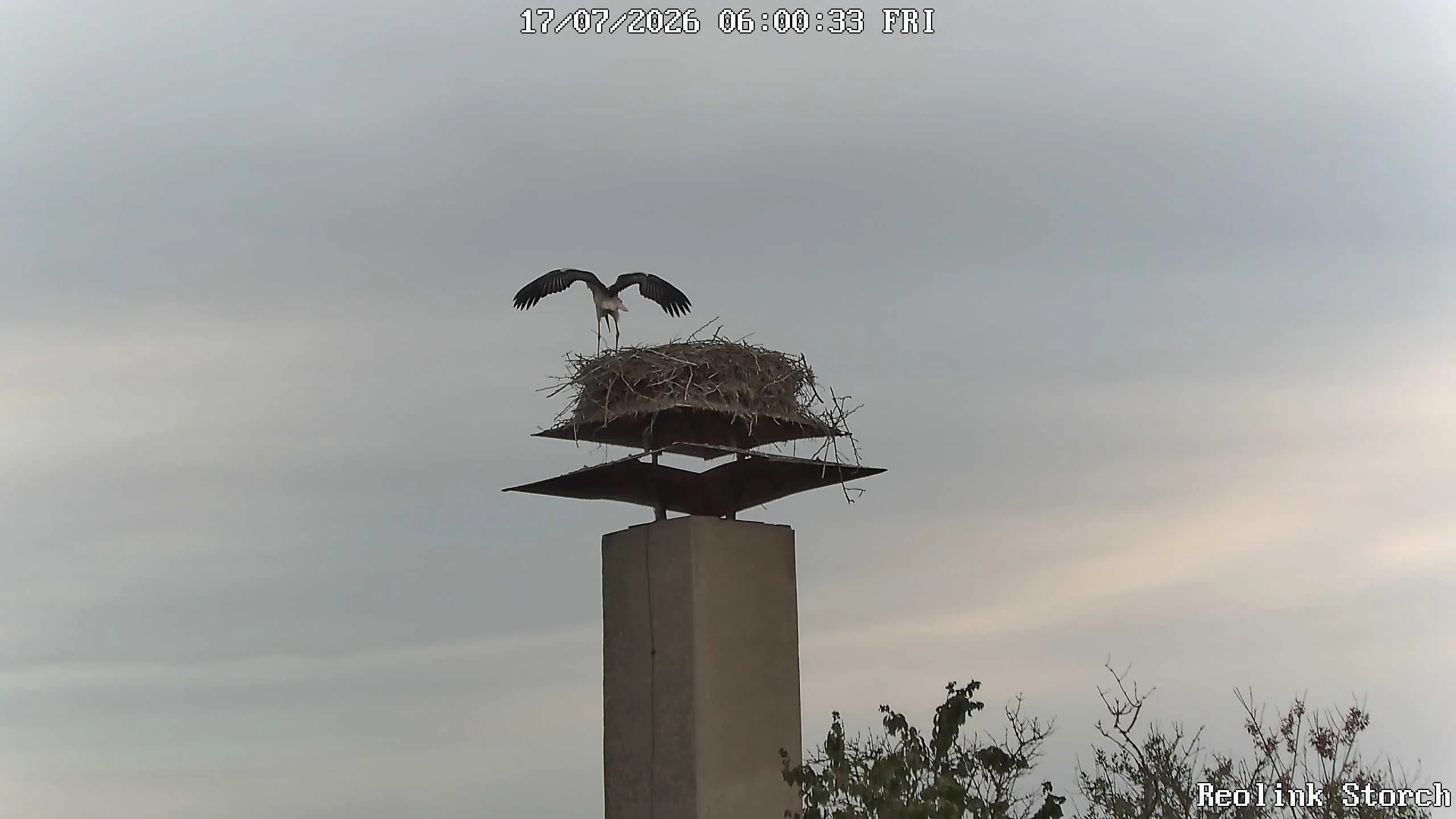 Storchencam Bild