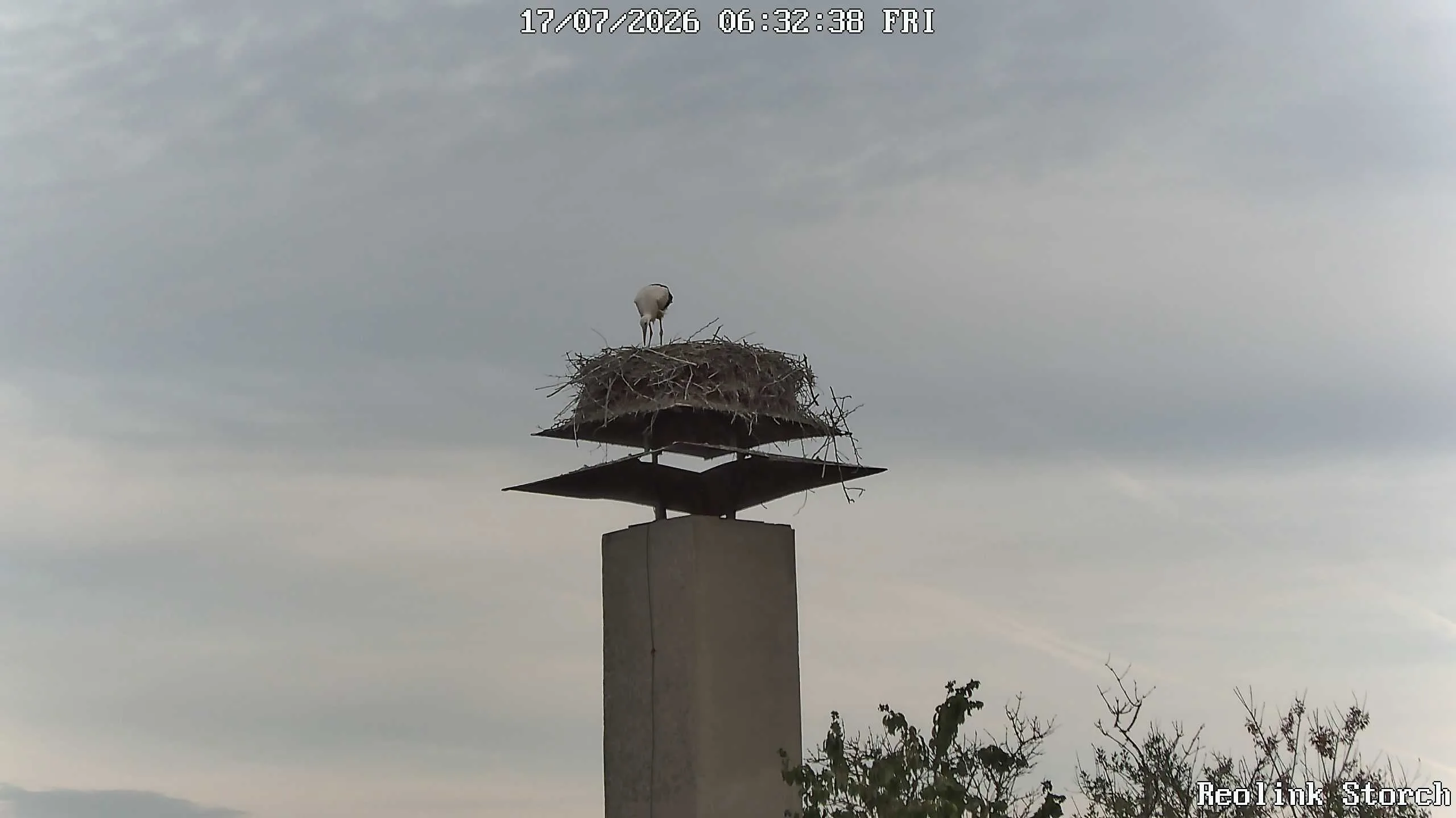 Storchencam Bild