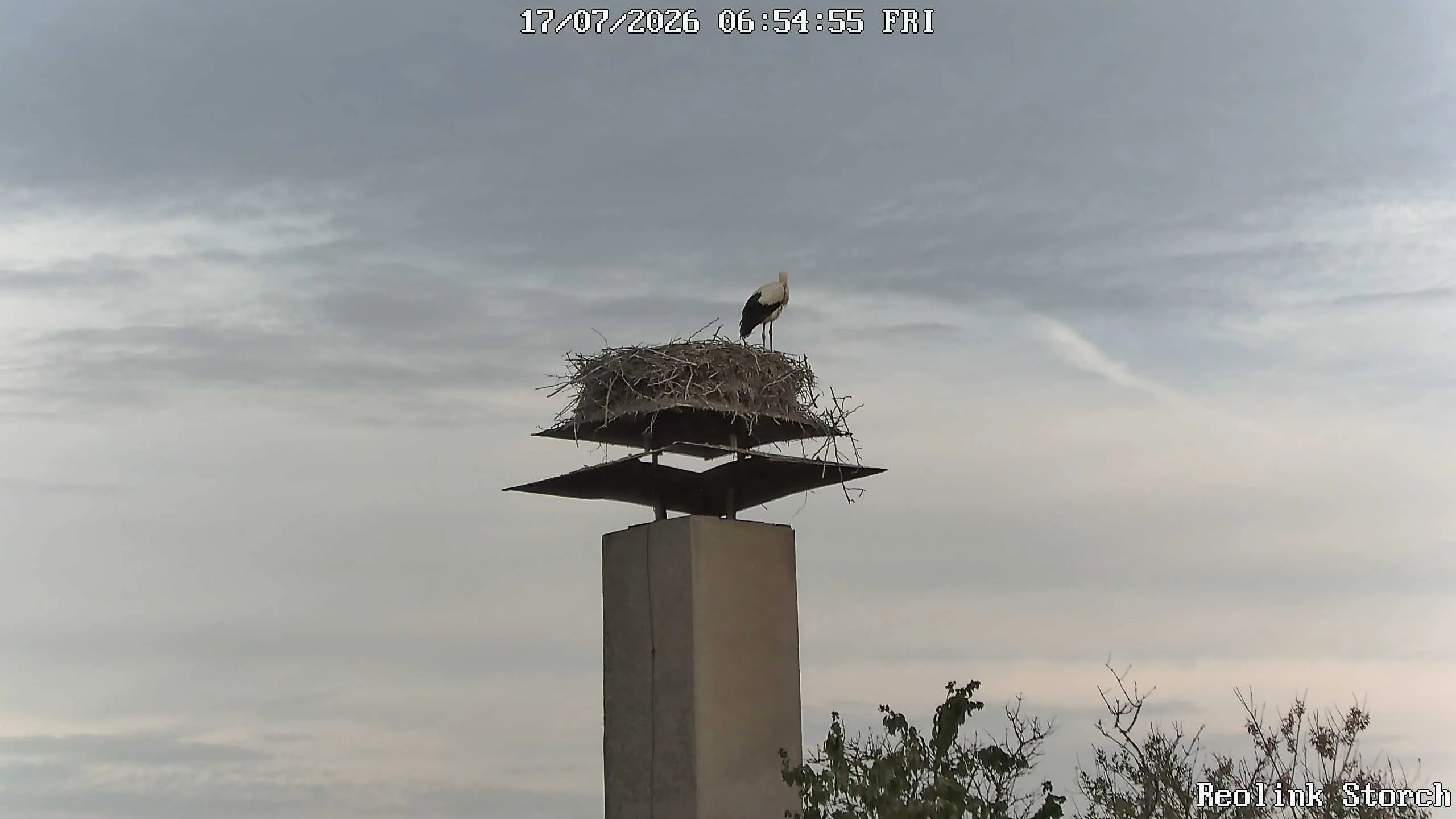 Storchencam Bild