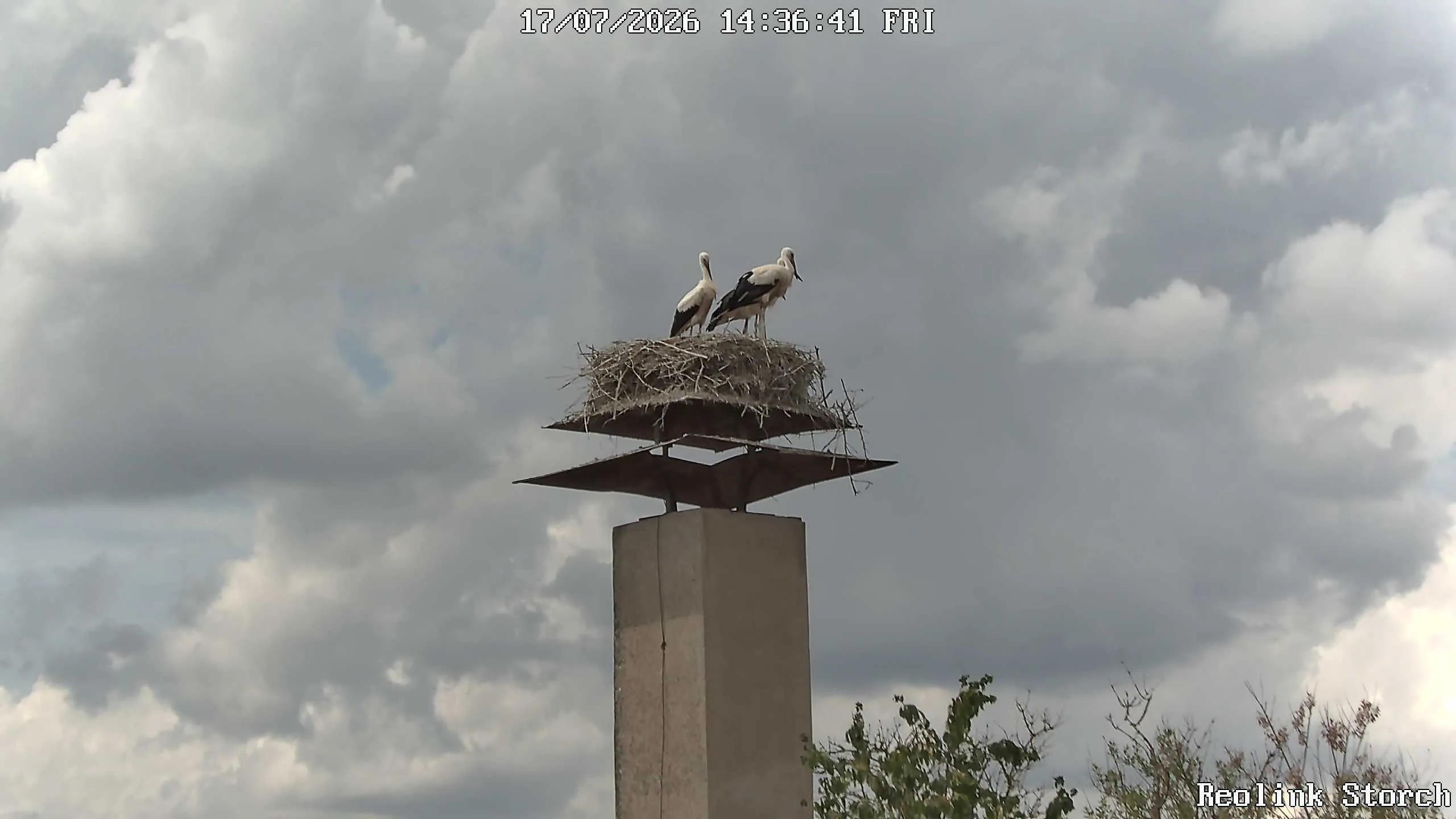 Storchencam Bild