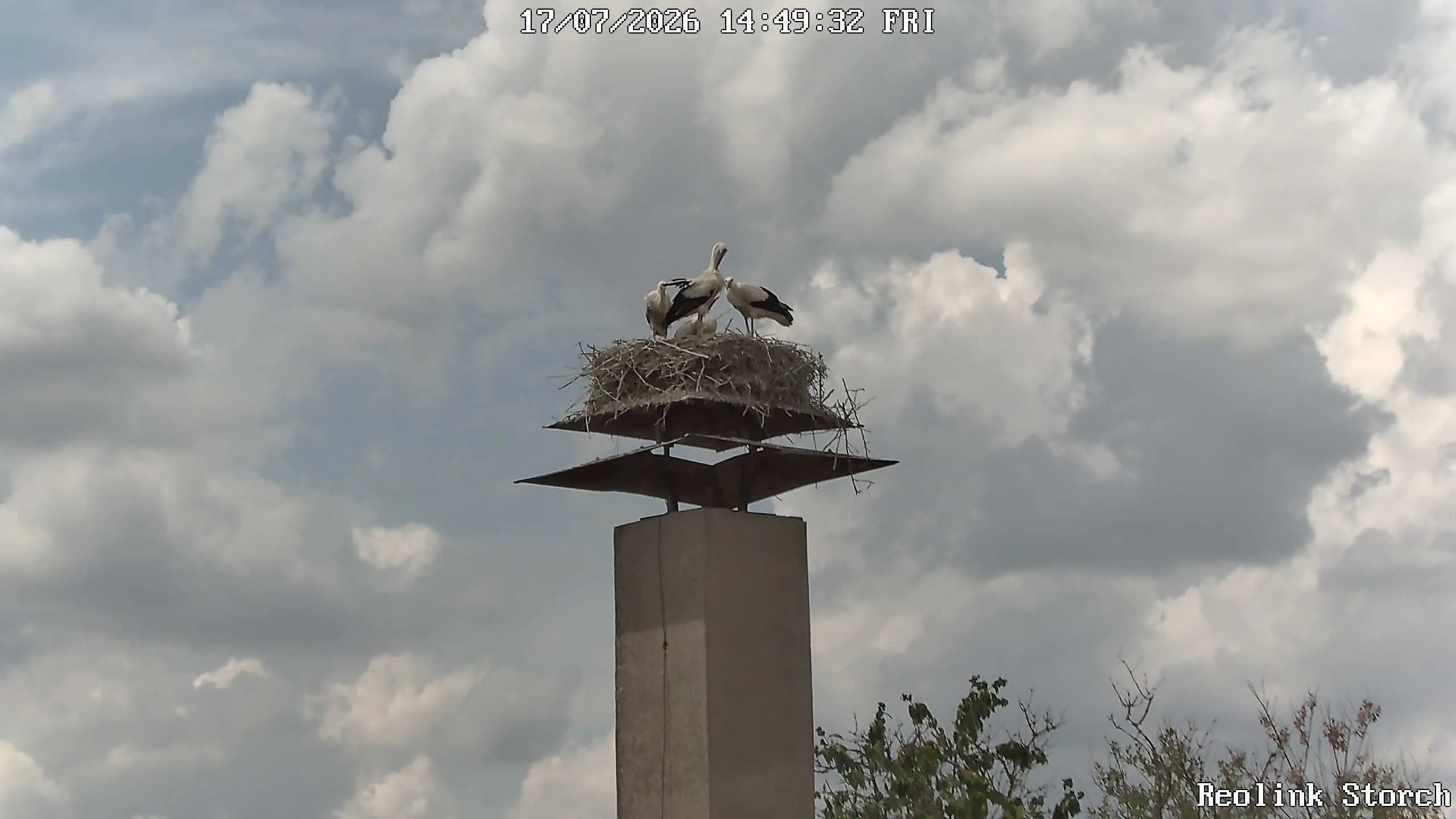 Storchencam Bild