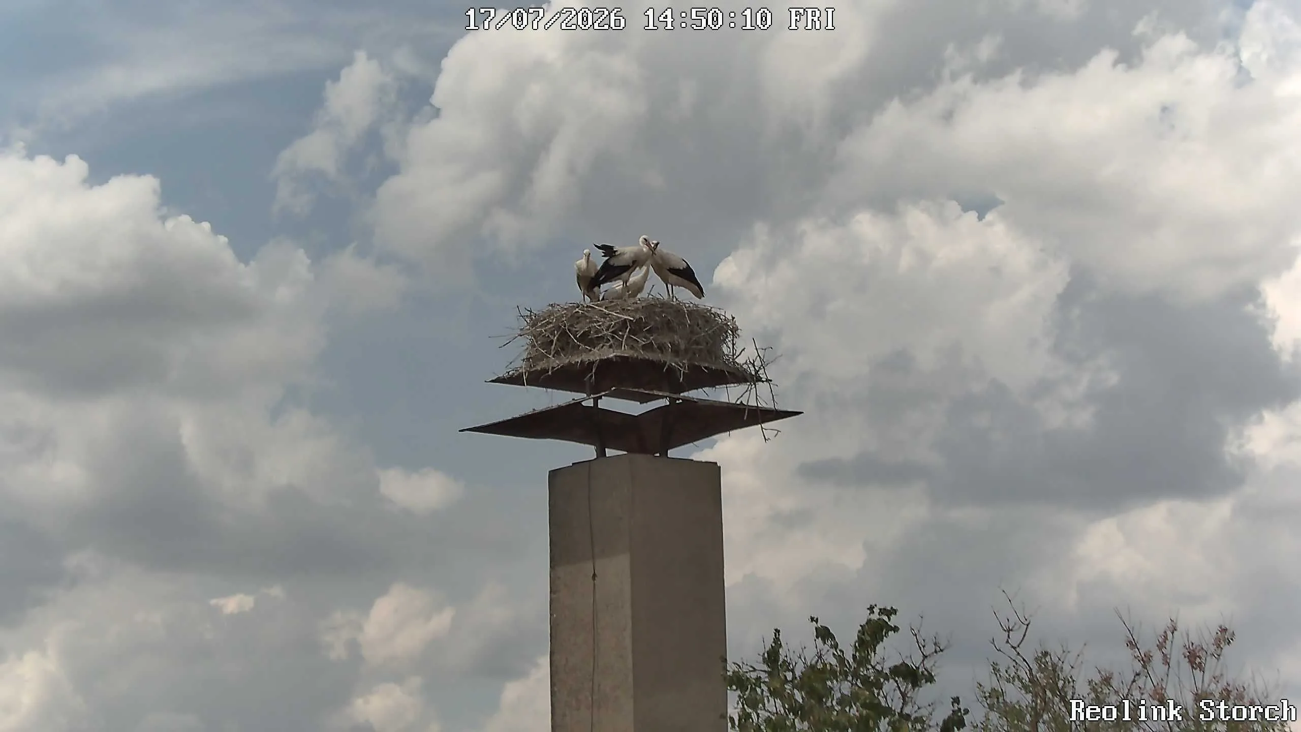 Storchencam Bild