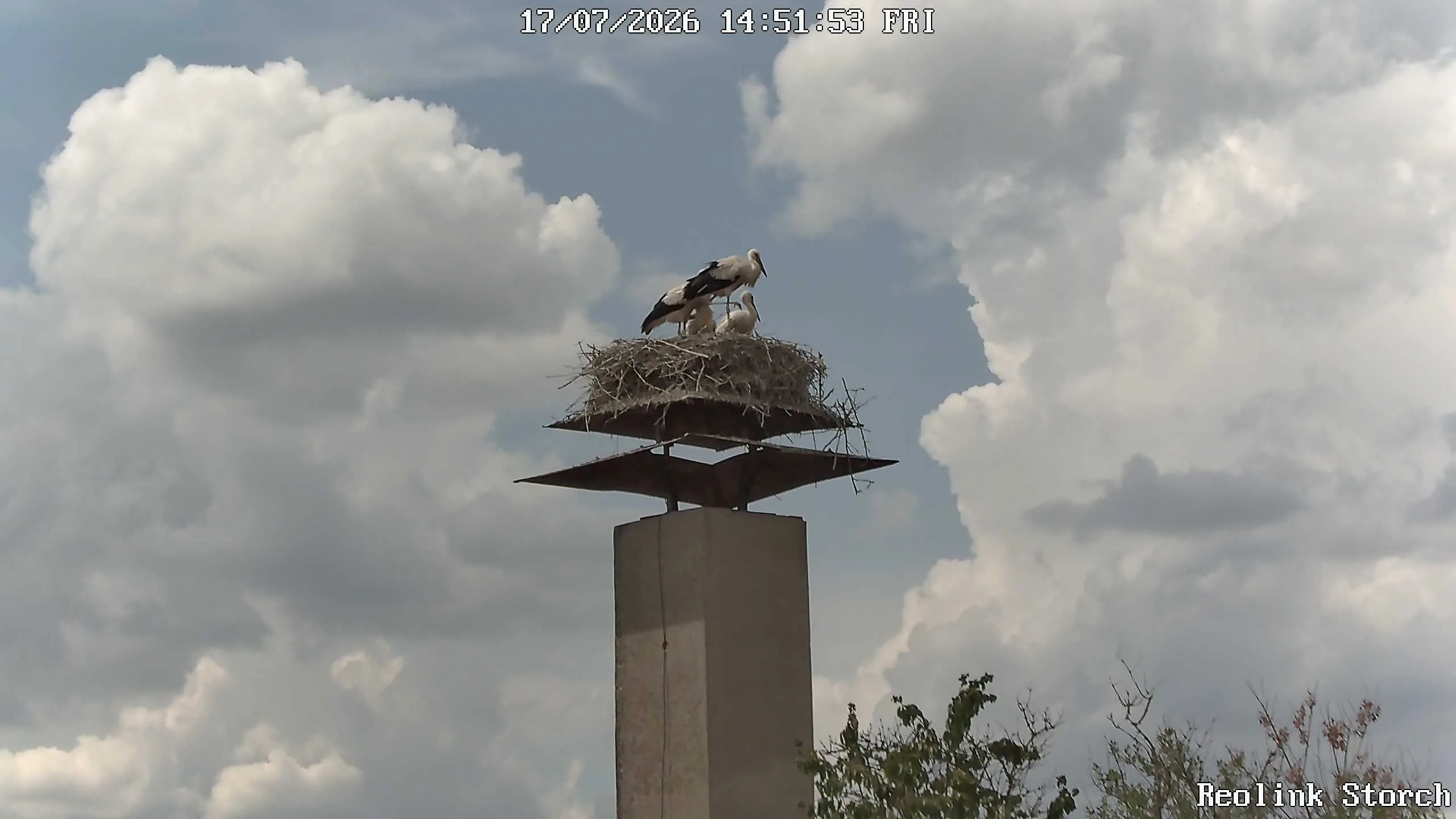 Storchencam Bild