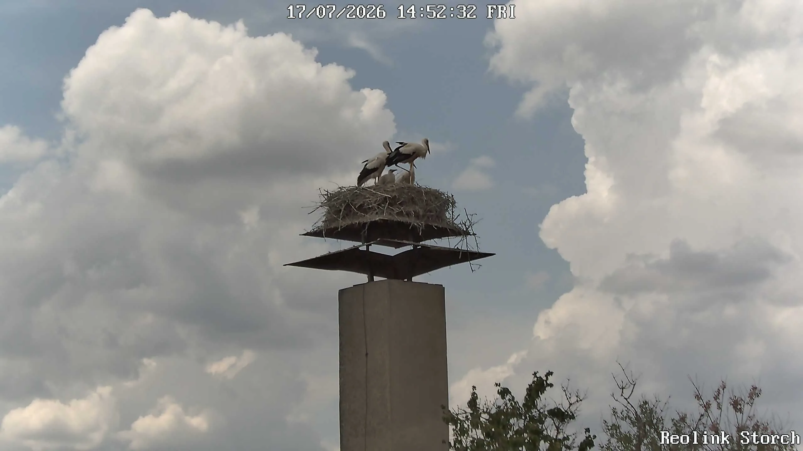 Storchencam Bild