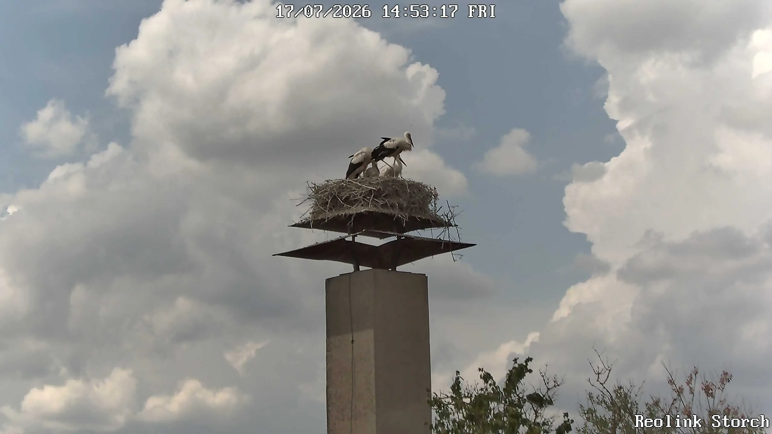 Storchencam Bild