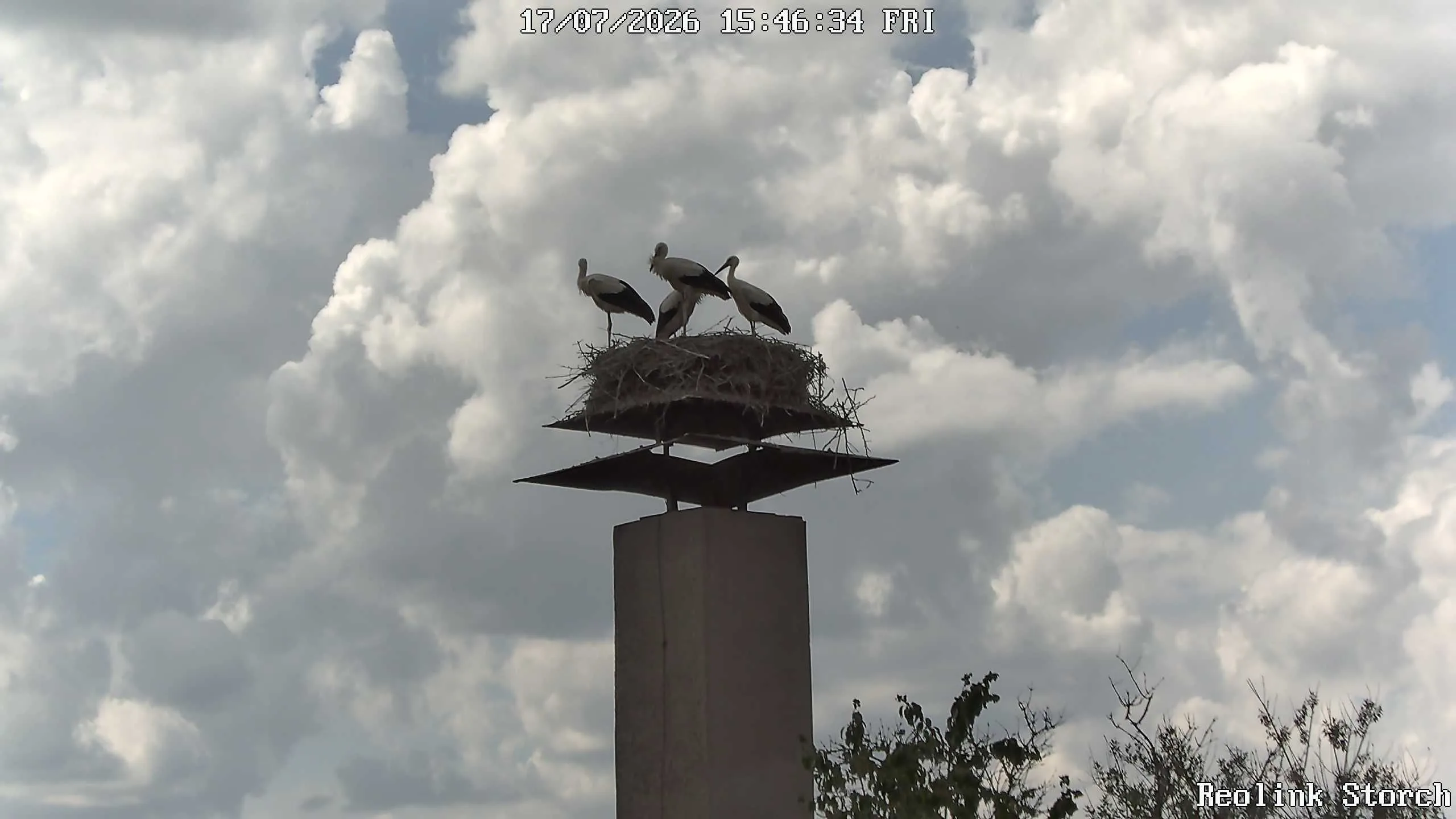 Storchencam Bild