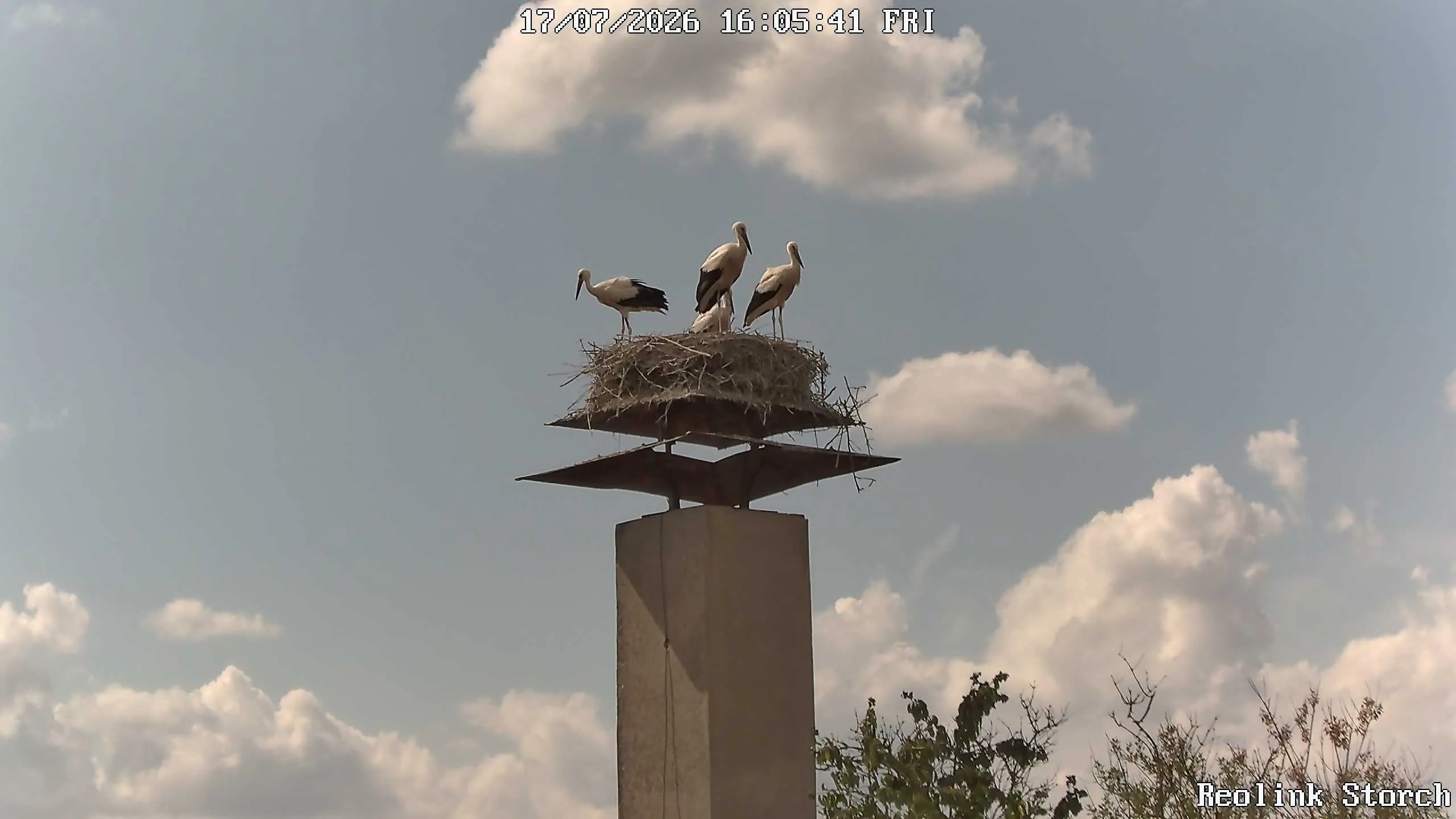 Storchencam Bild