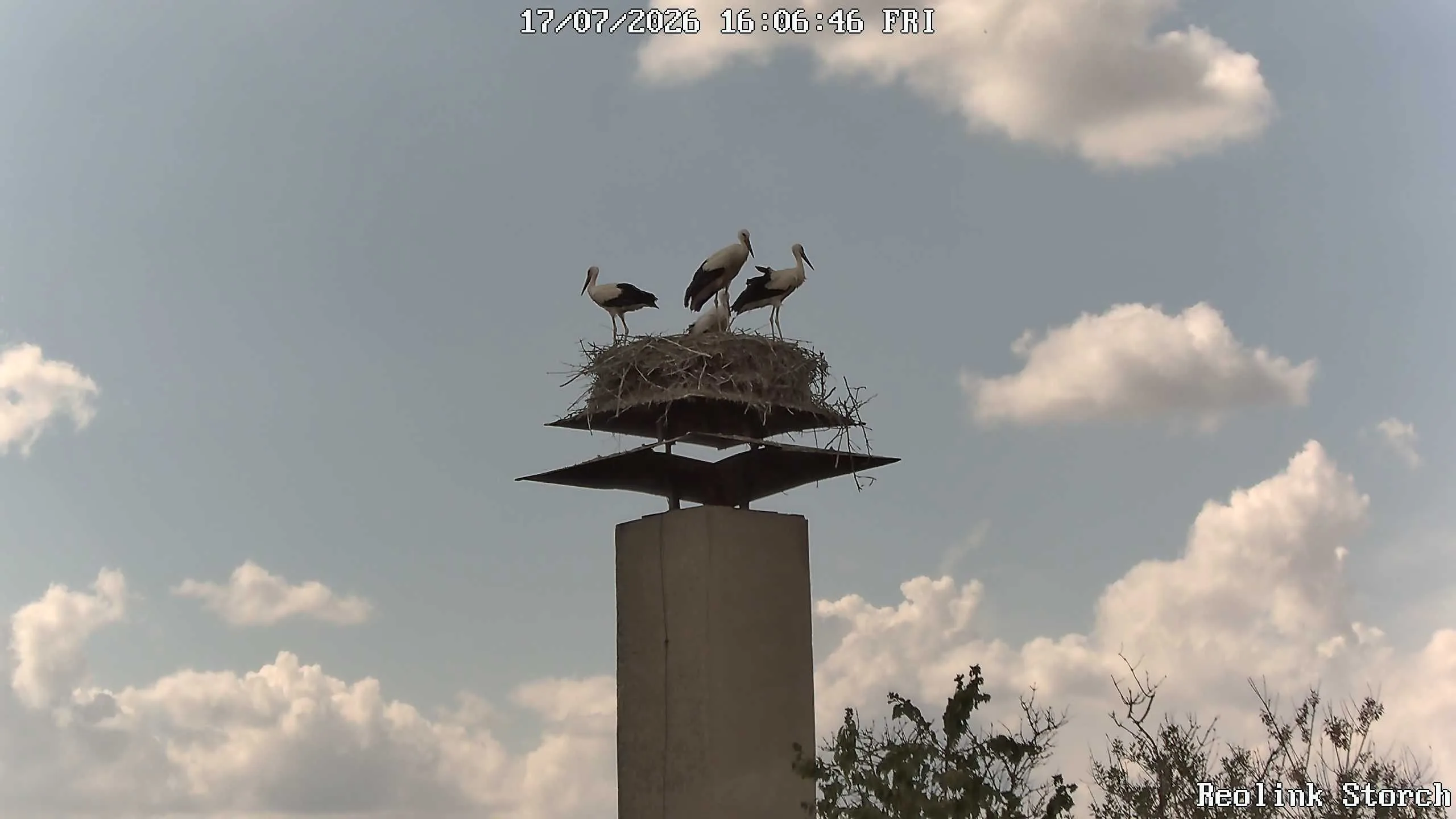 Storchencam Bild