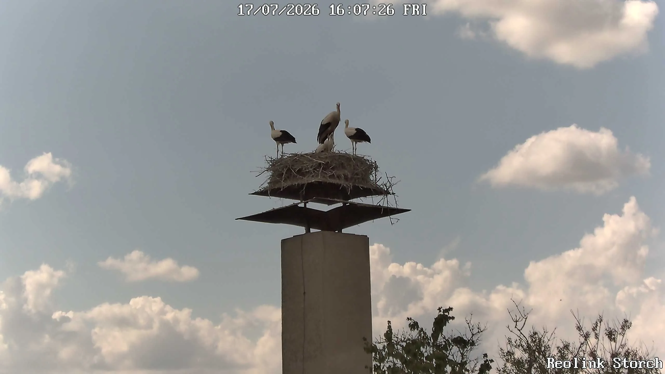 Storchencam Bild