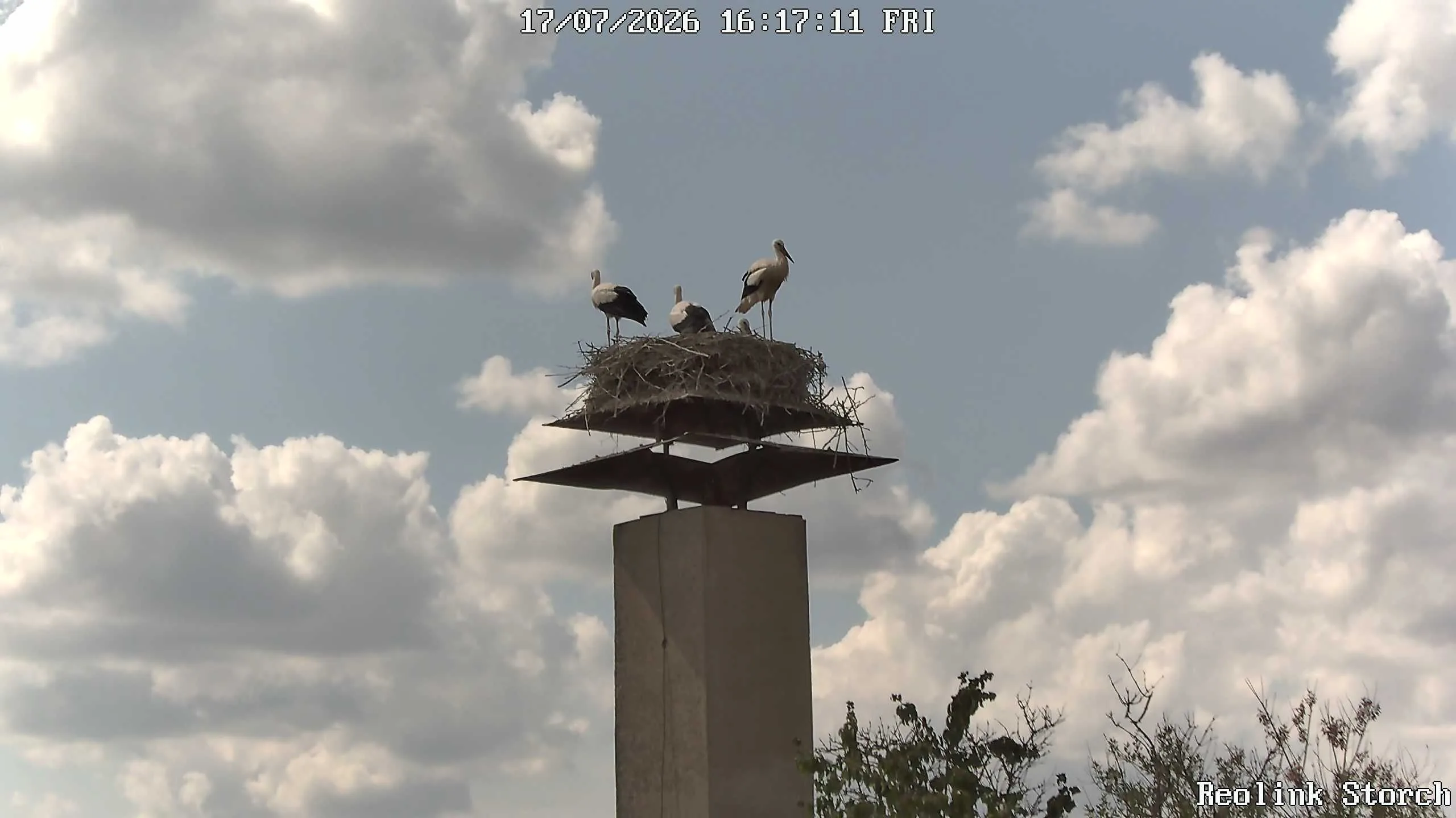 Storchencam Bild