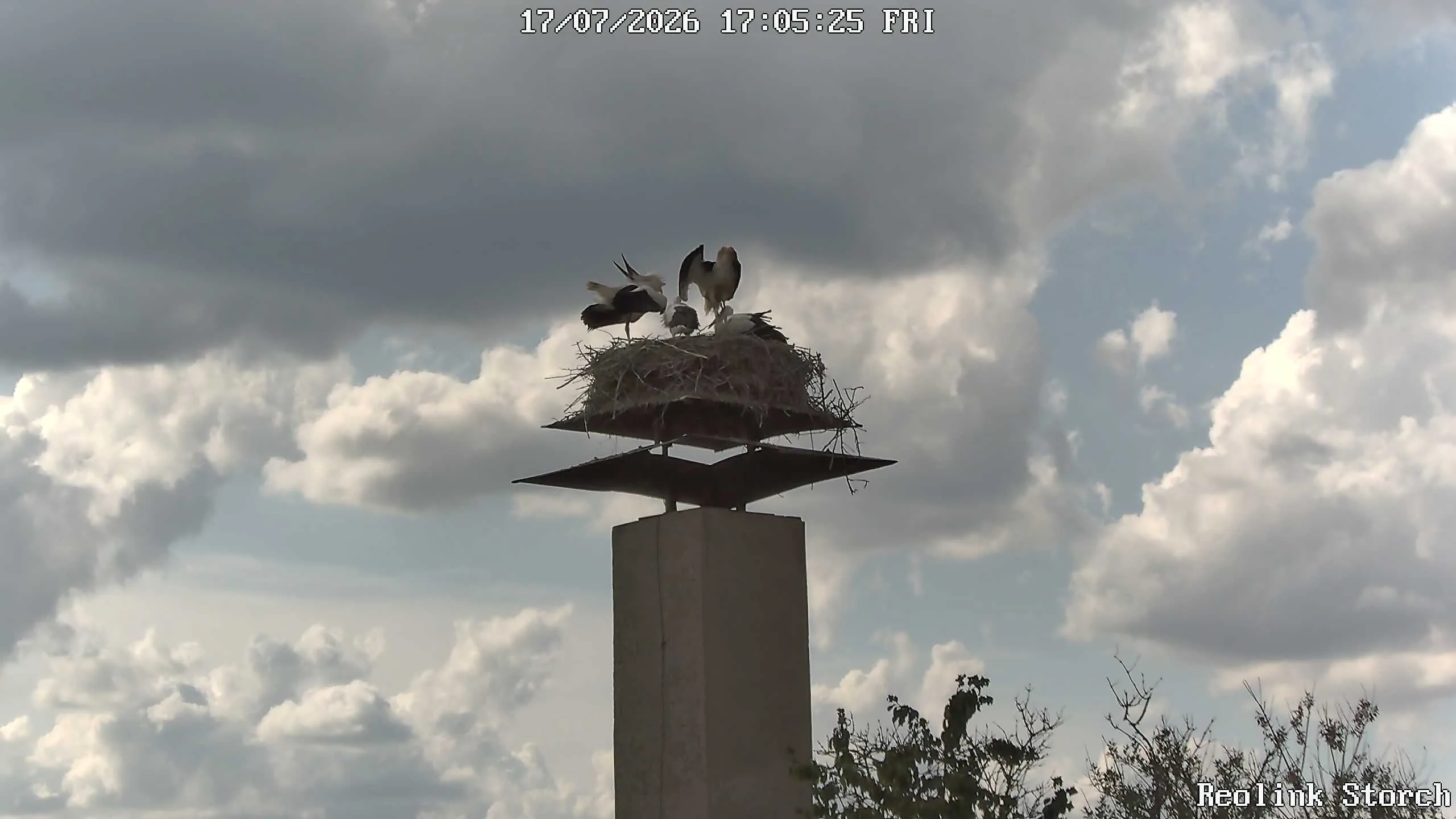 Storchencam Bild