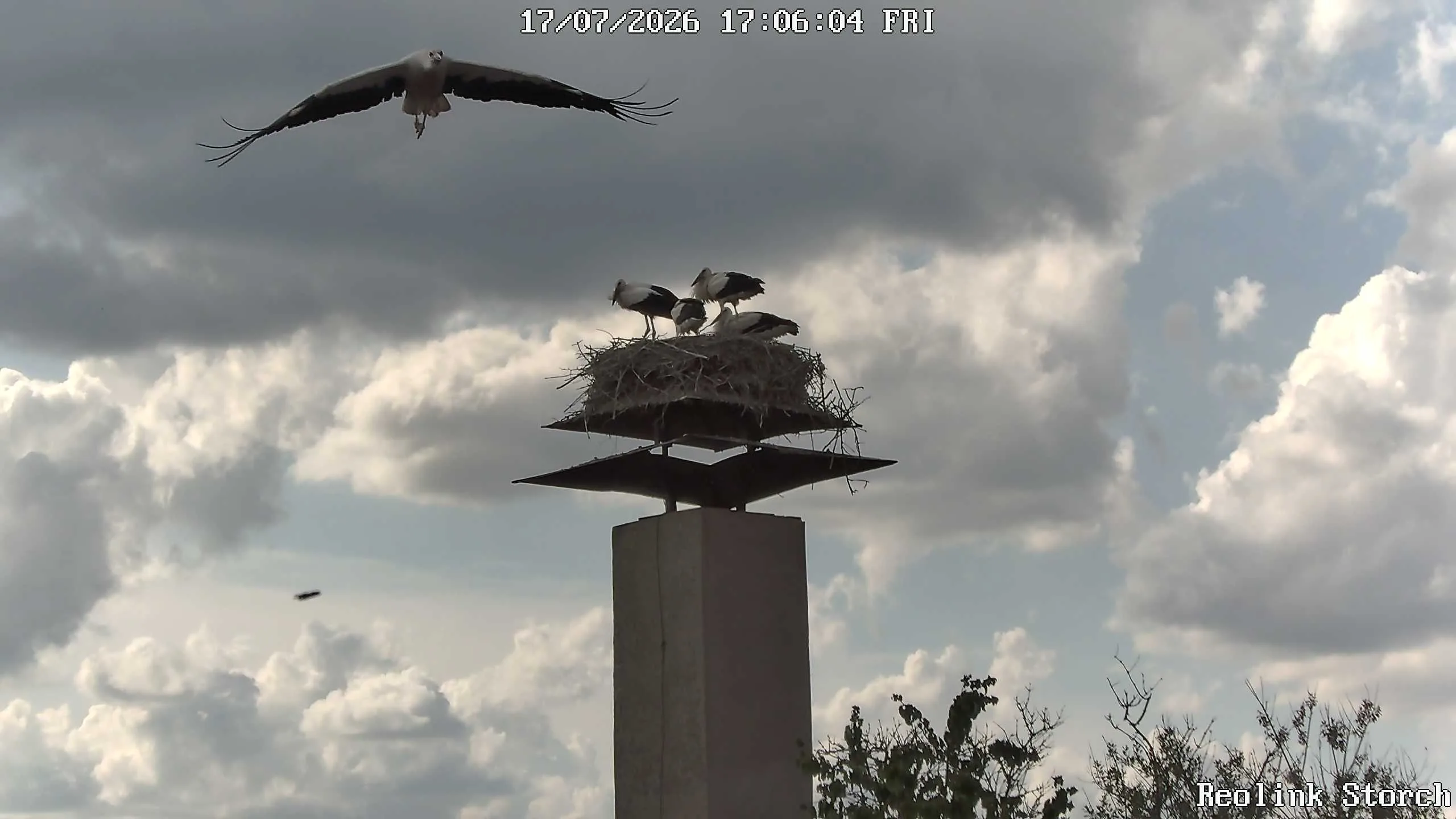 Storchencam Bild