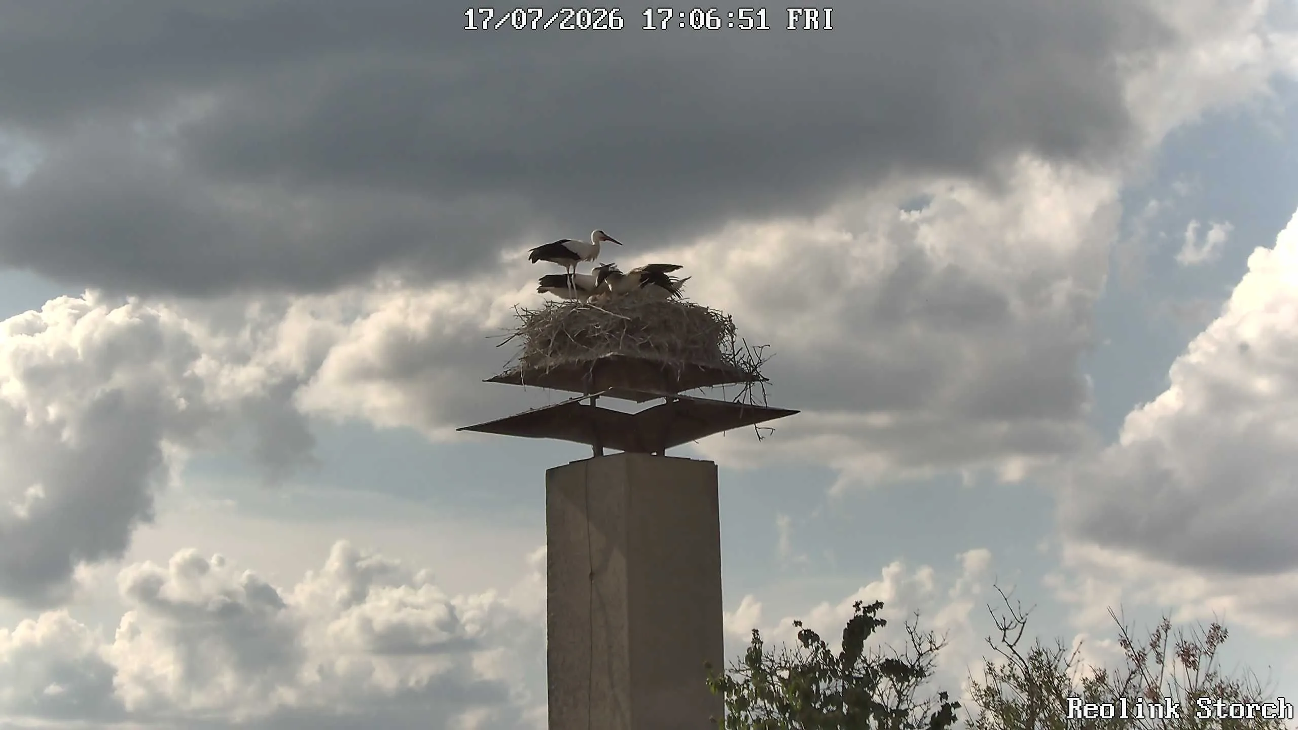 Storchencam Bild