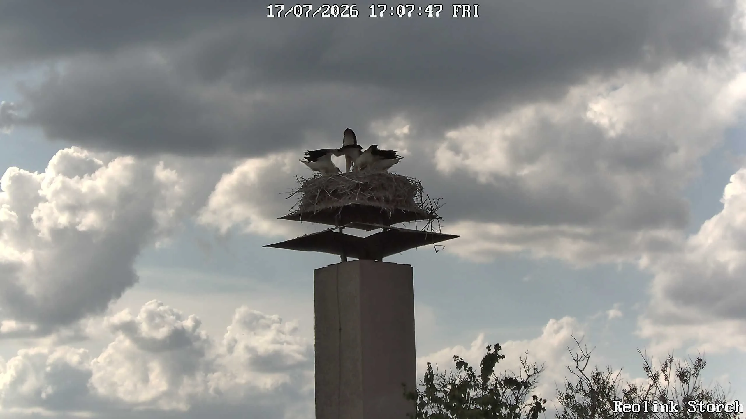 Storchencam Bild