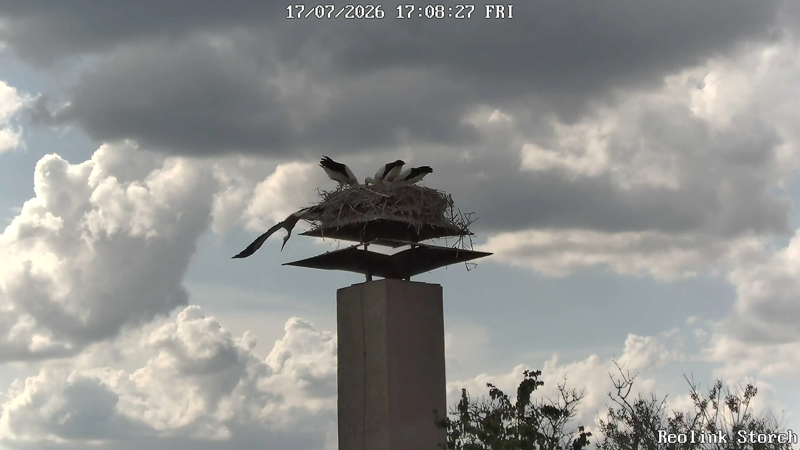 Storchencam Bild