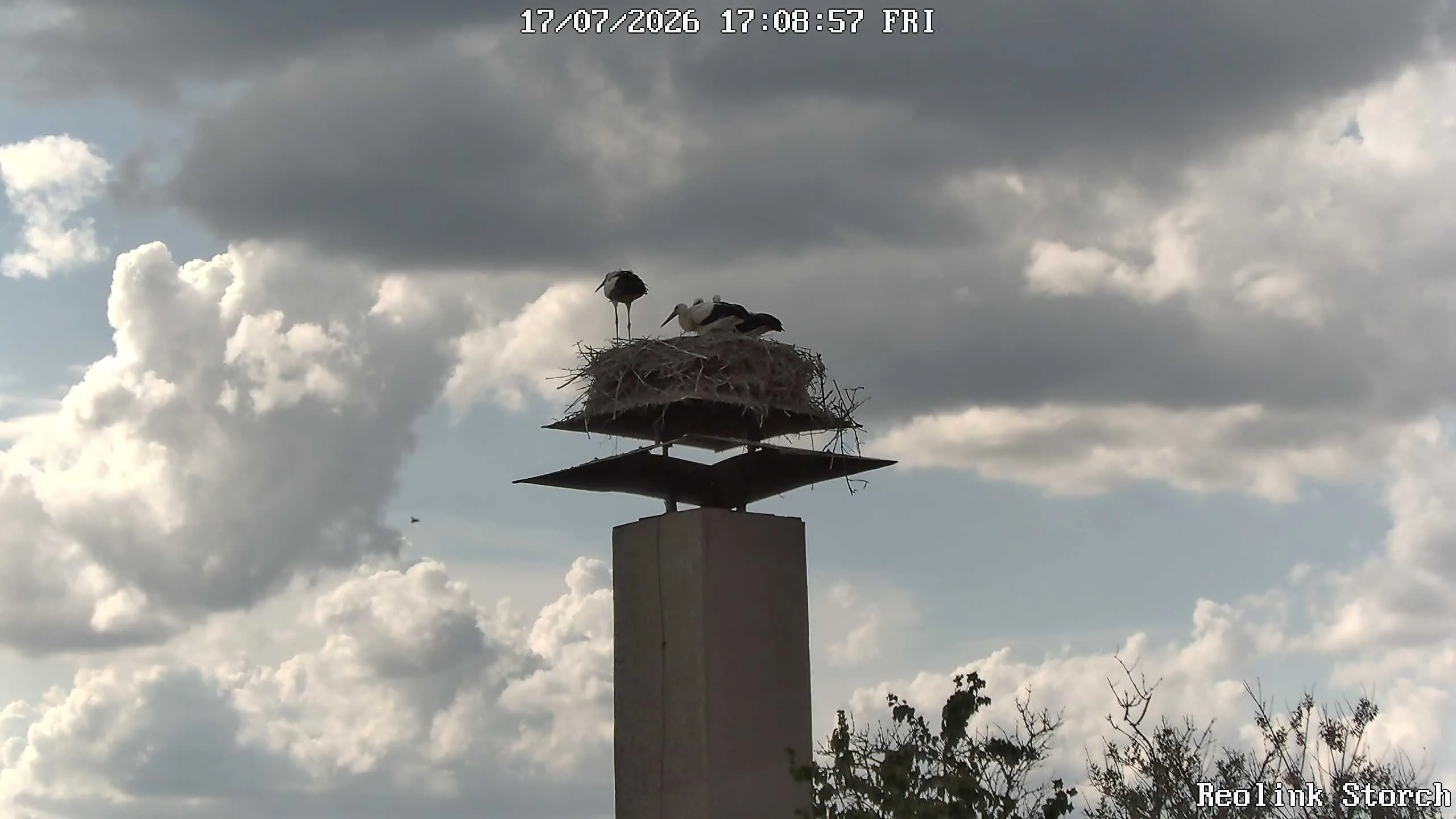 Storchencam Bild