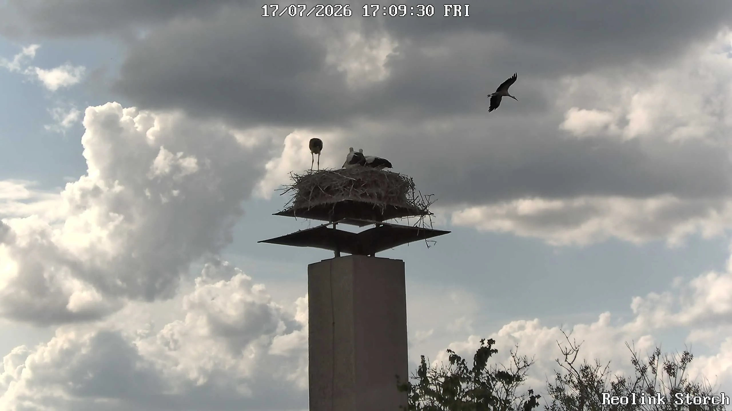 Storchencam Bild