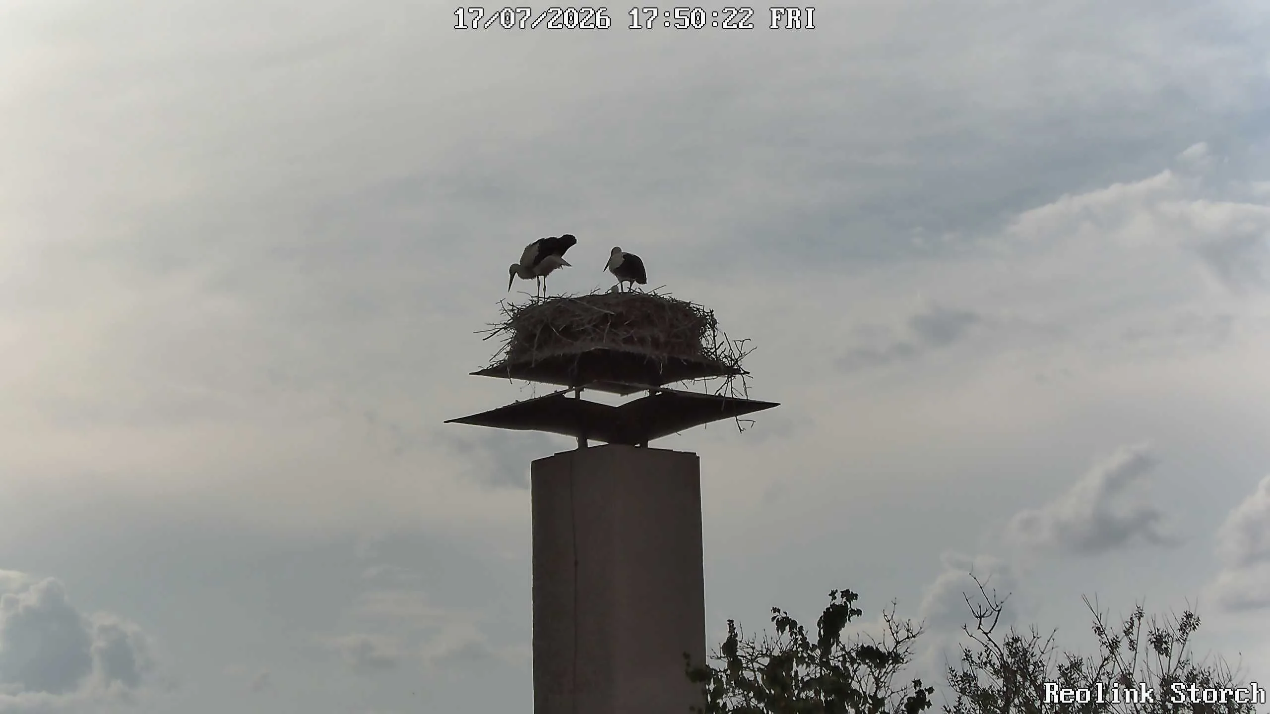 Storchencam Bild
