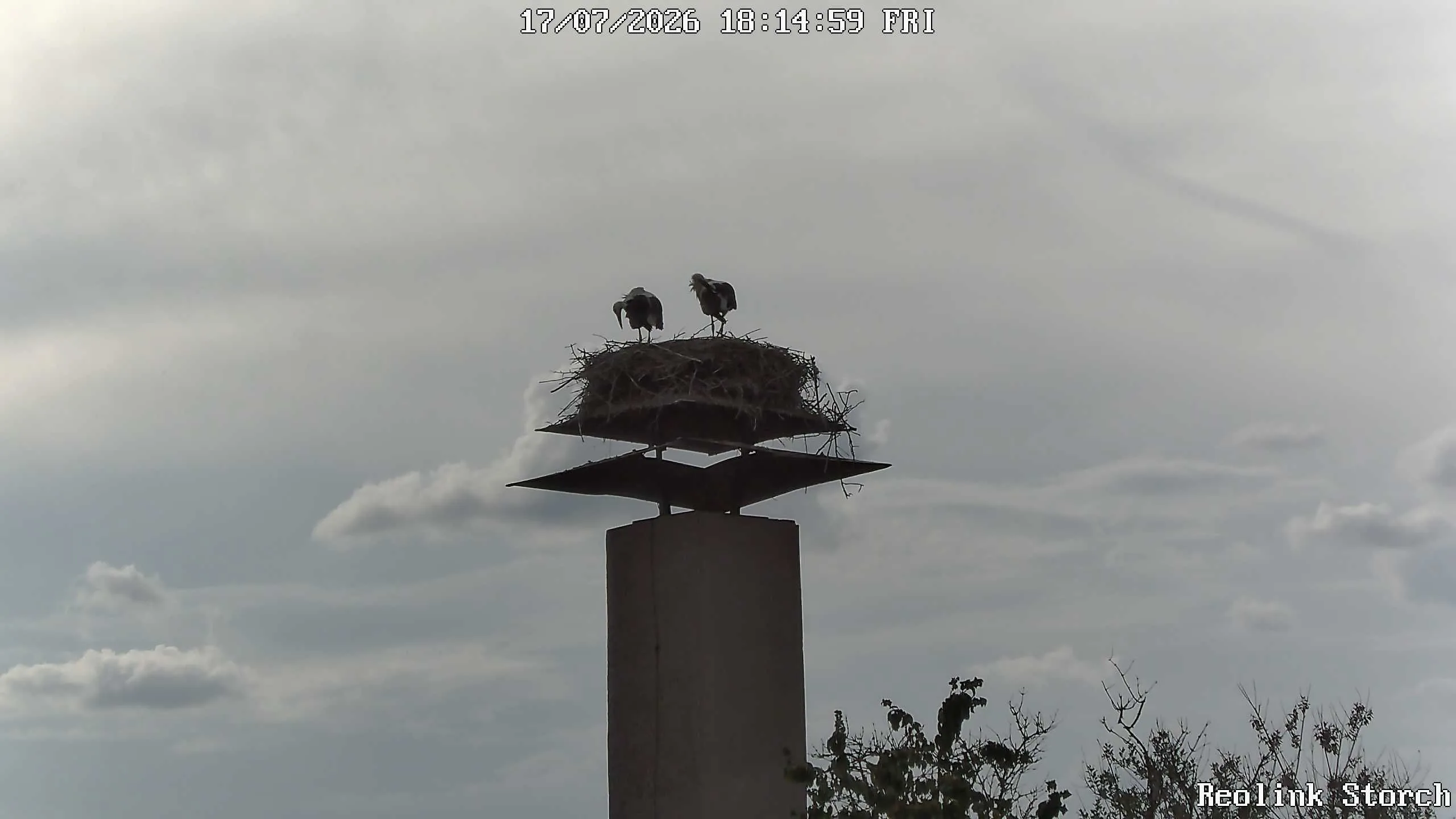 Storchencam Bild