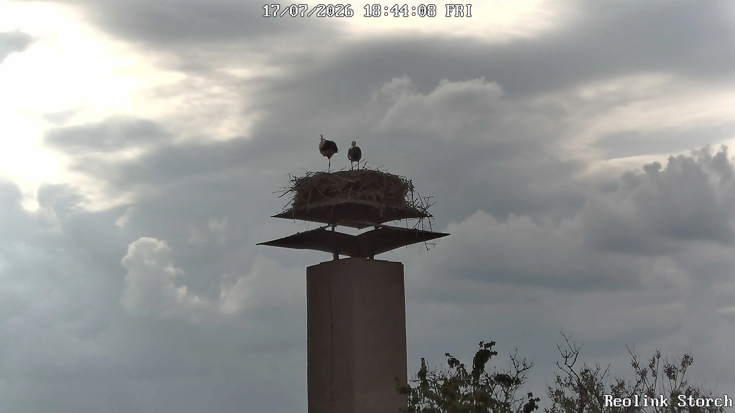Storchencam Bild