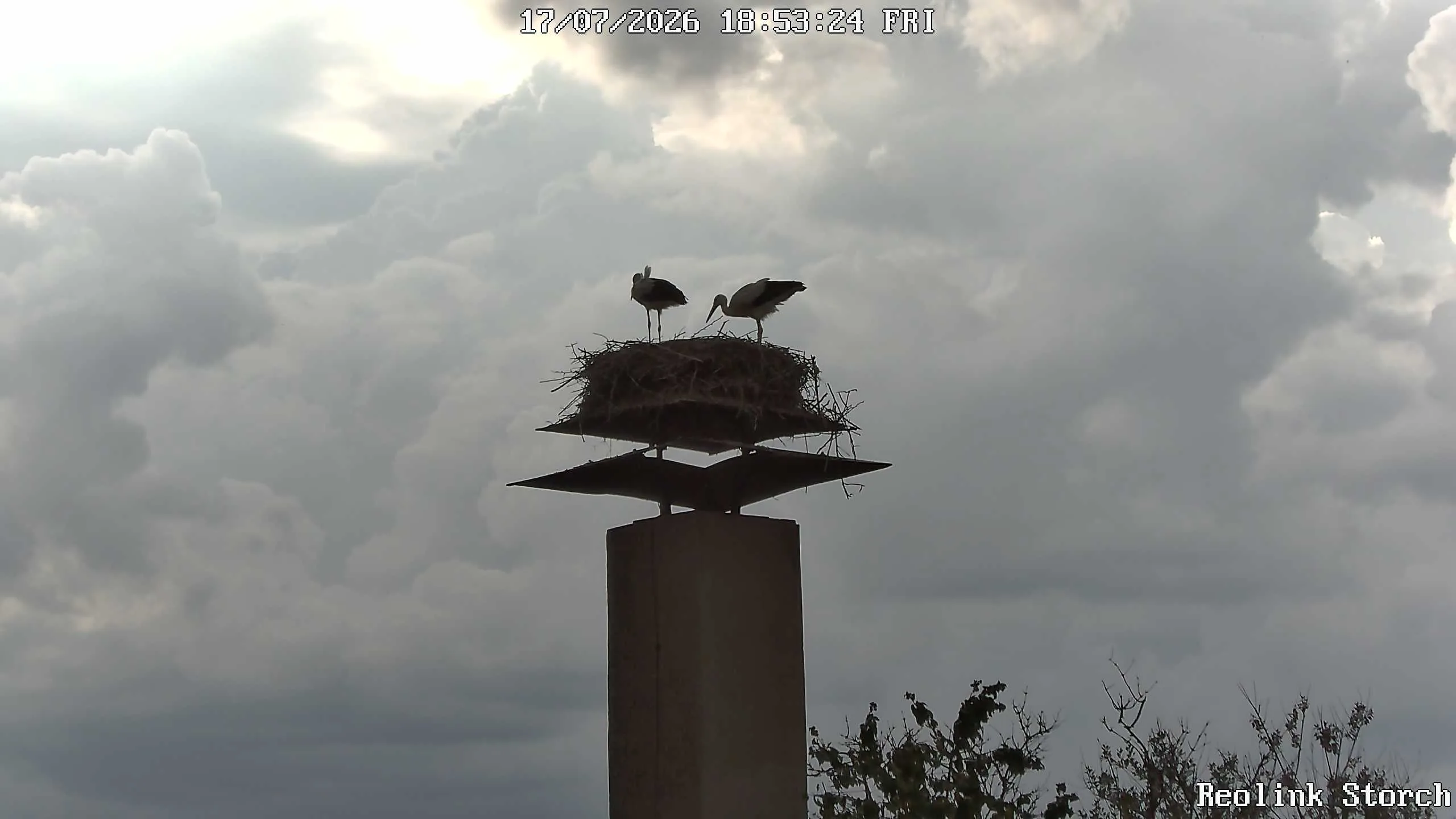 Storchencam Bild