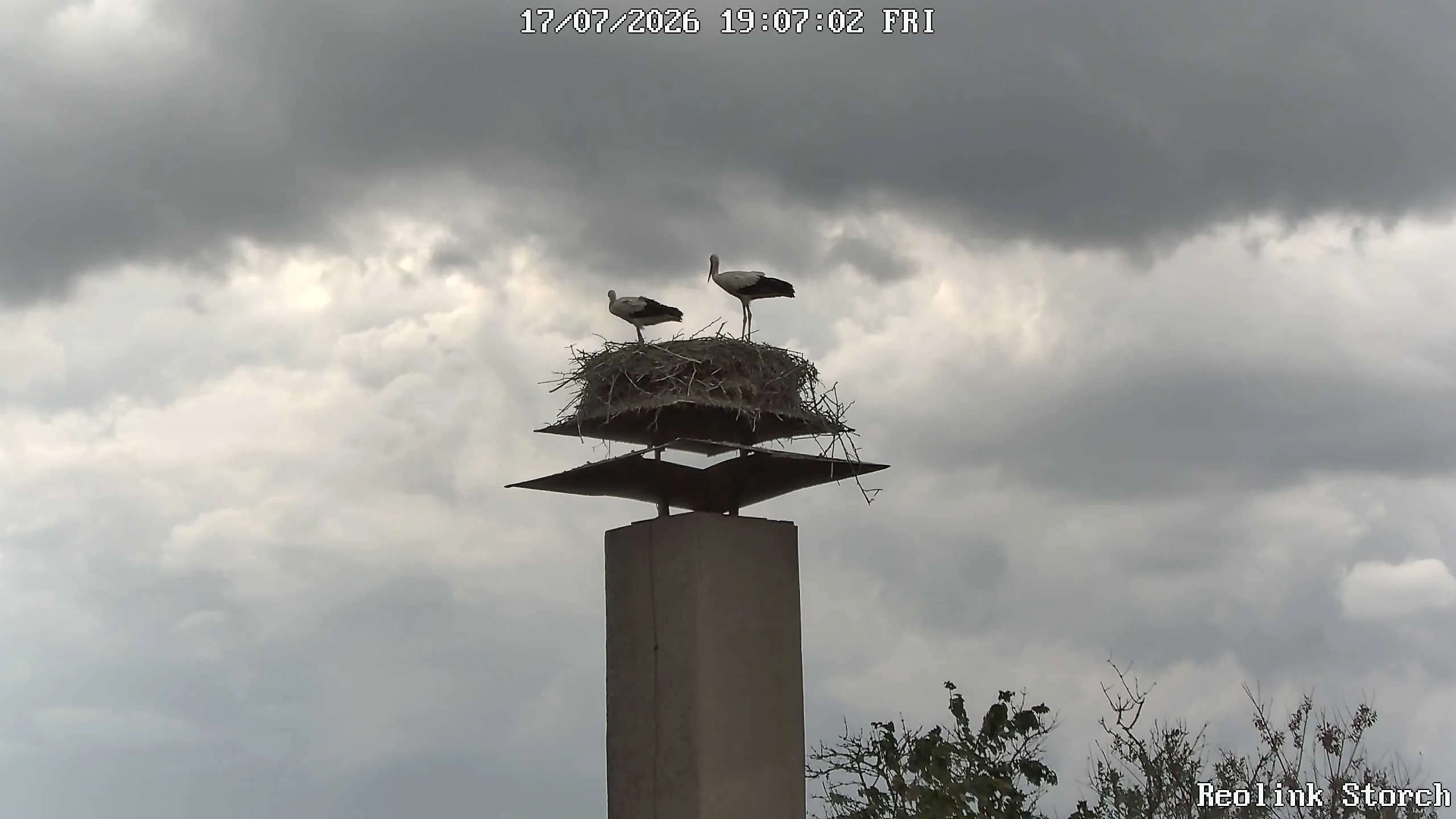 Storchencam Bild
