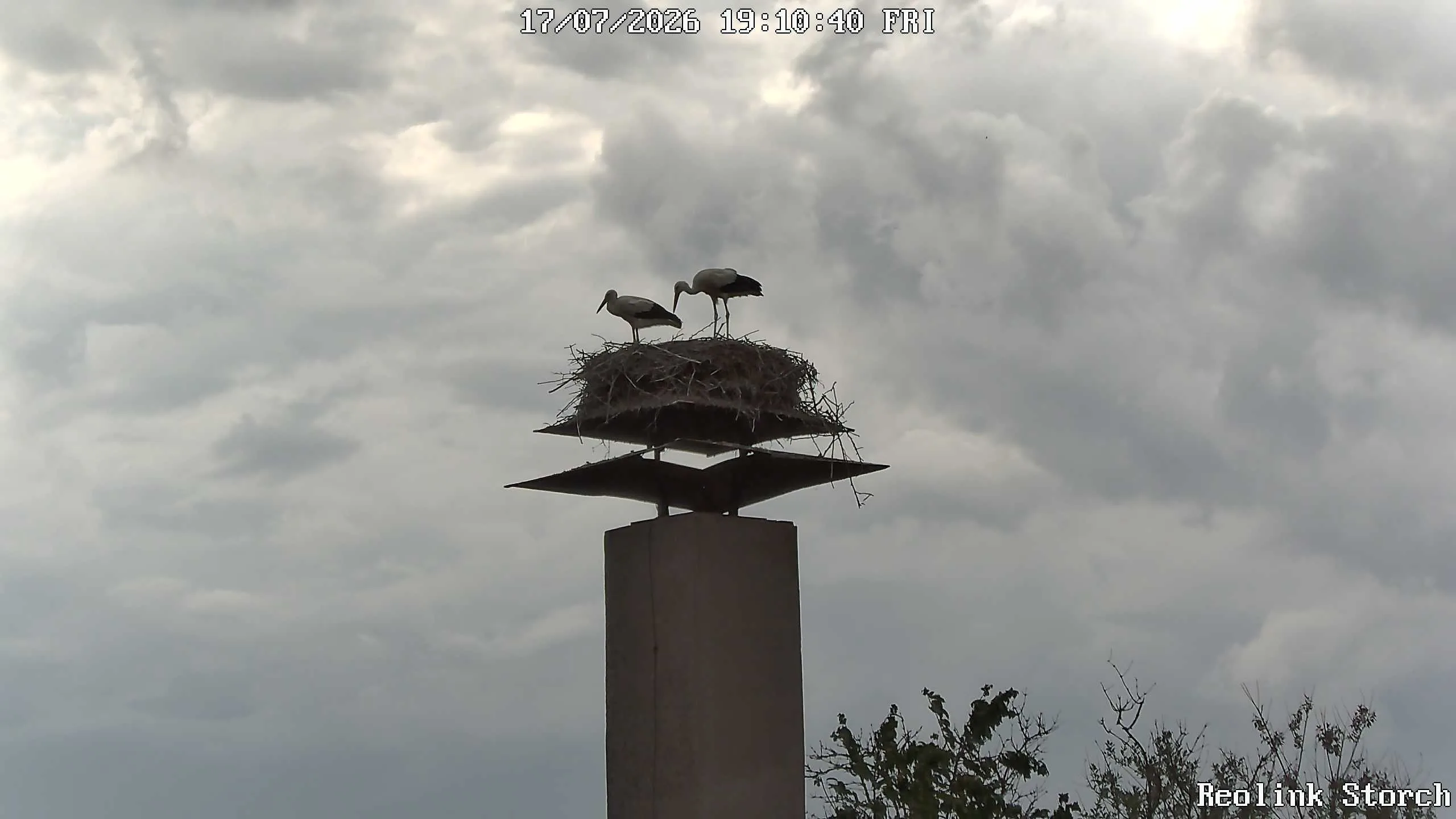 Storchencam Bild