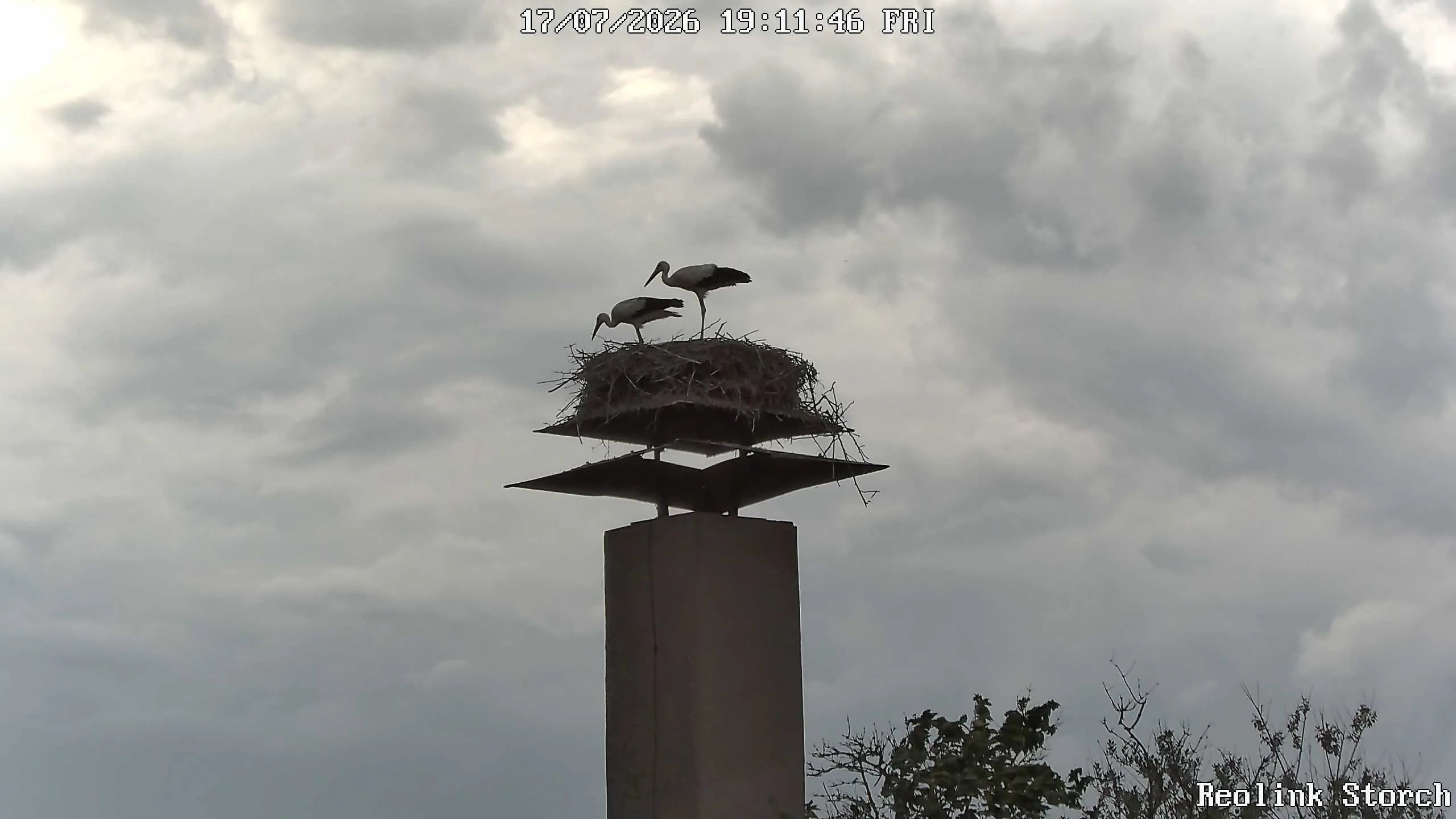 Storchencam Bild