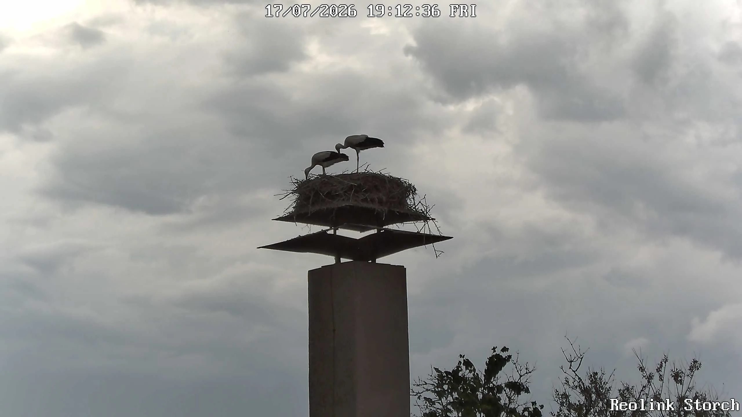 Storchencam Bild