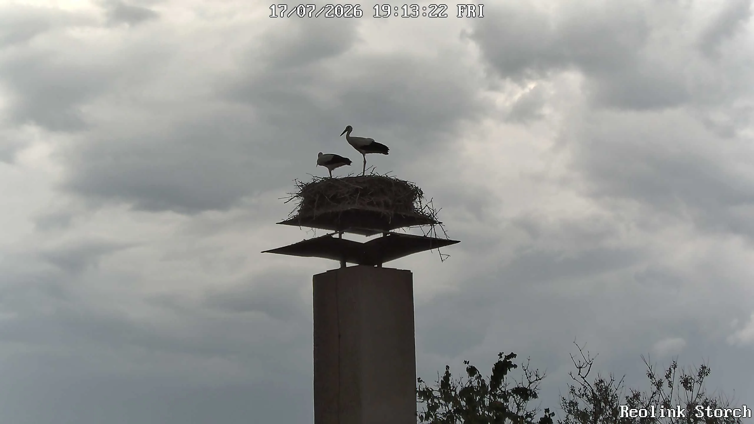 Storchencam Bild