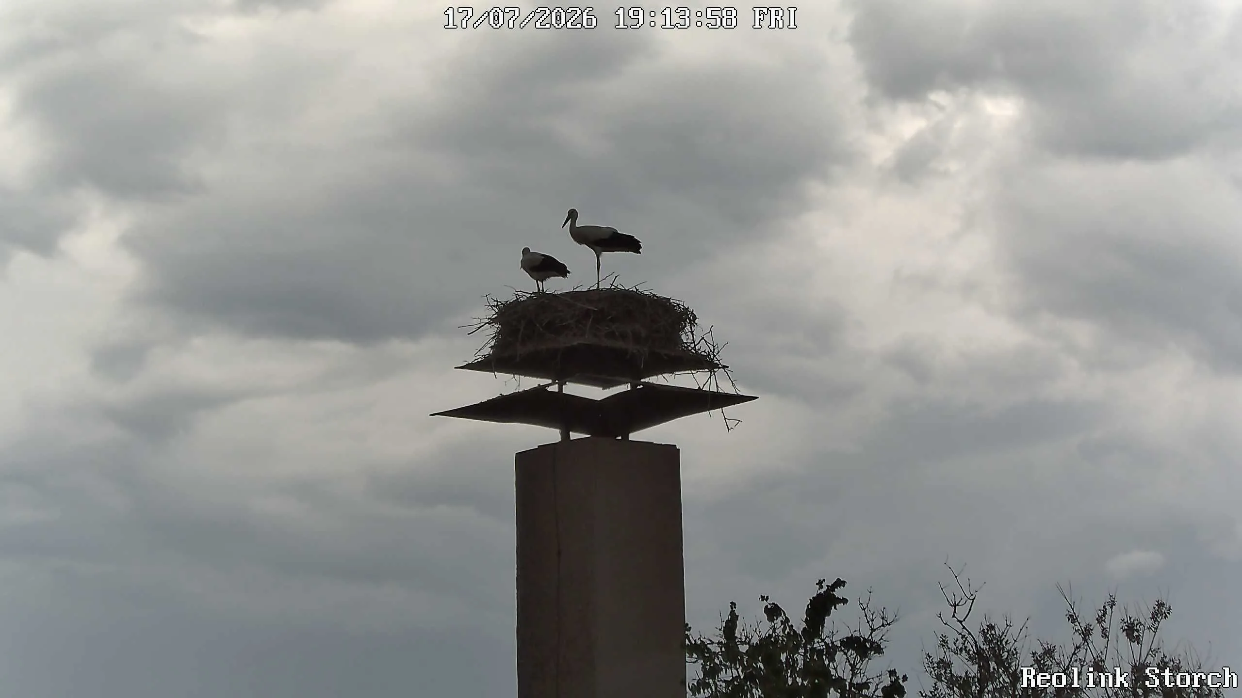 Storchencam Bild