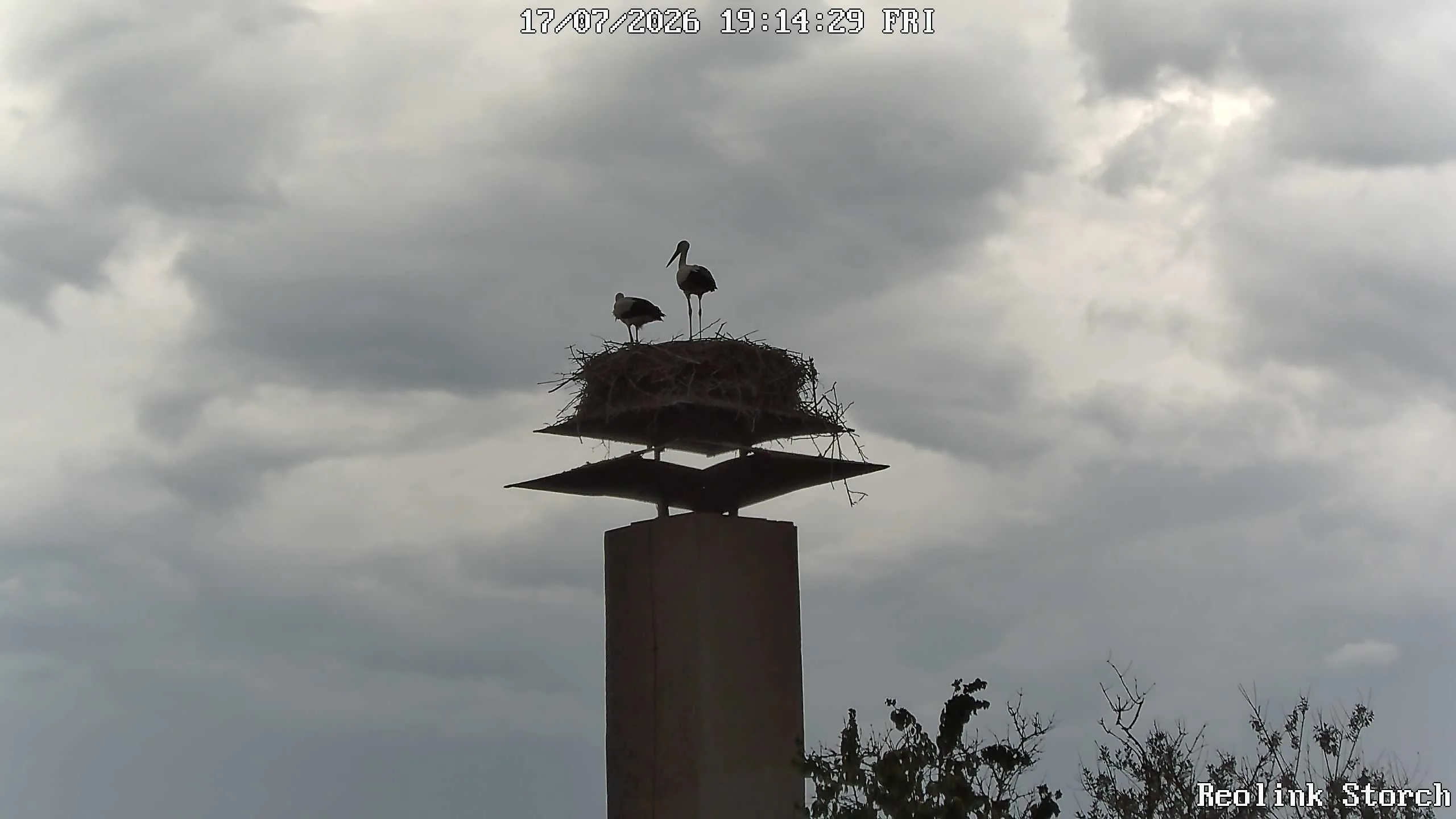 Storchencam Bild