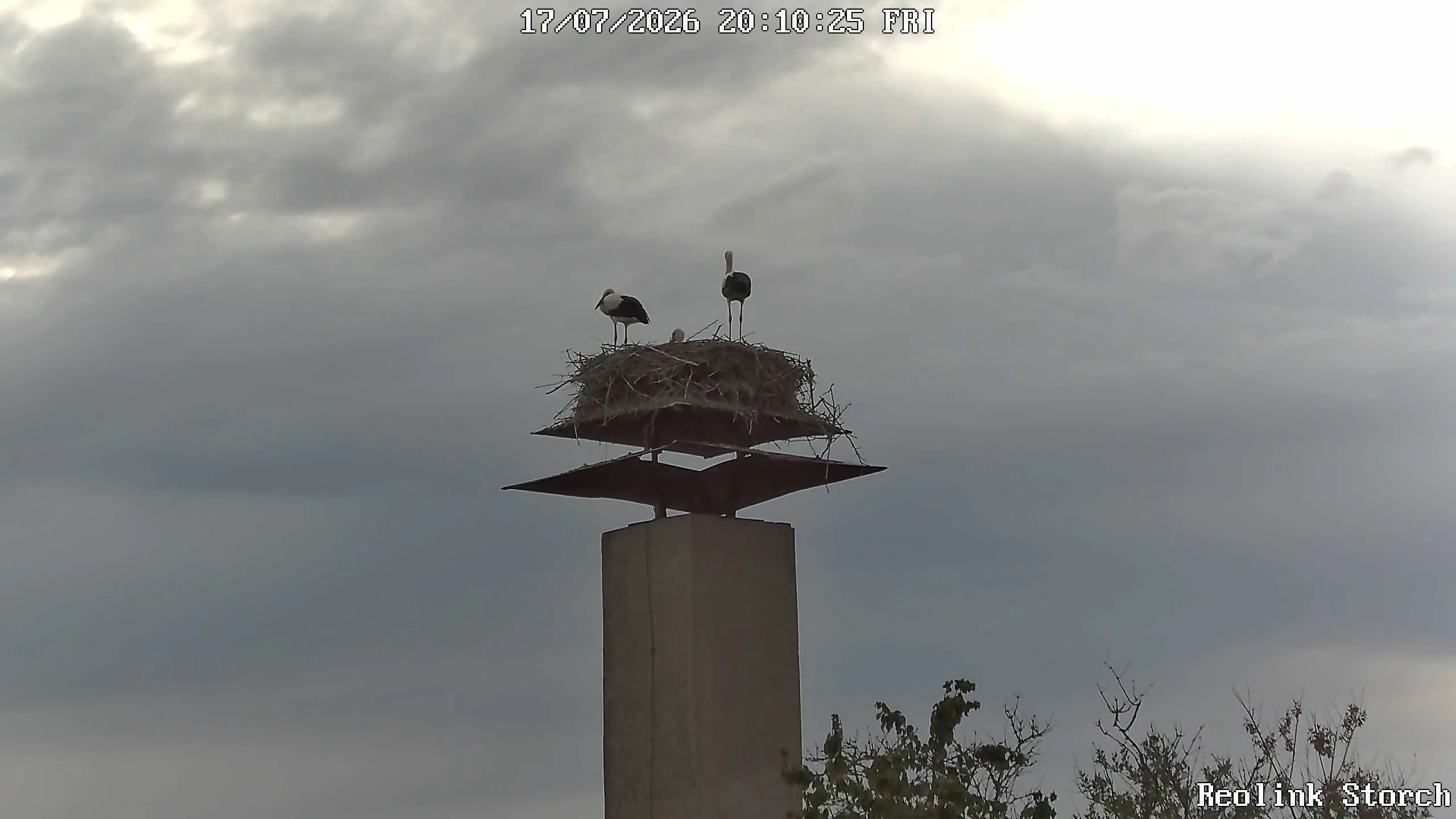 Storchencam Bild