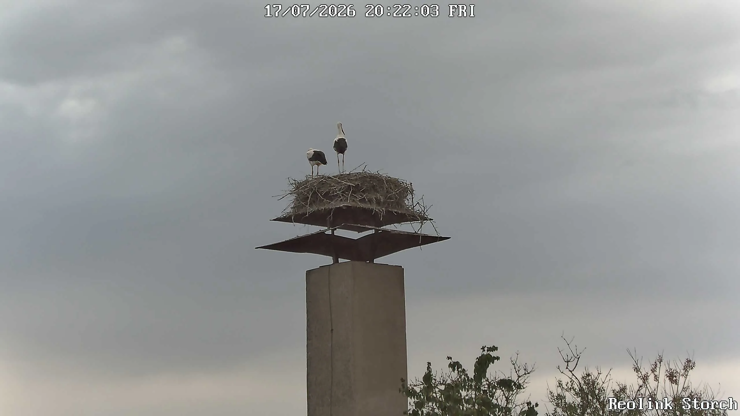Storchencam Bild