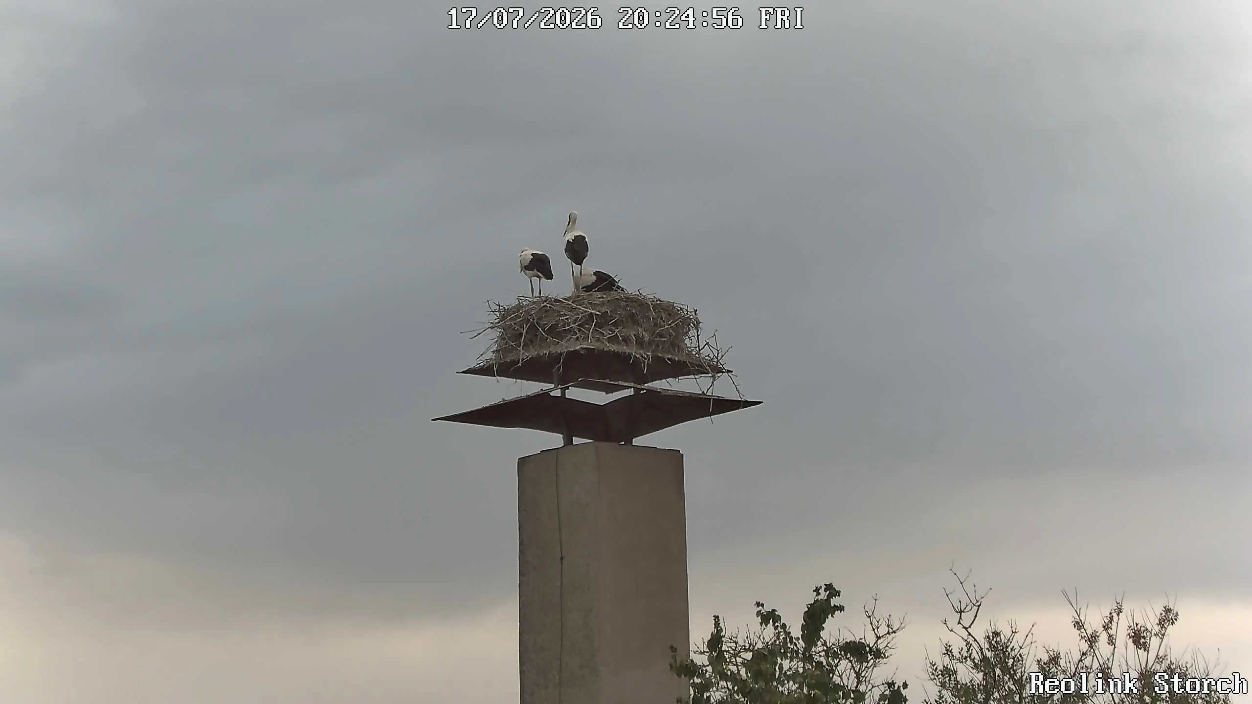 Storchencam Bild
