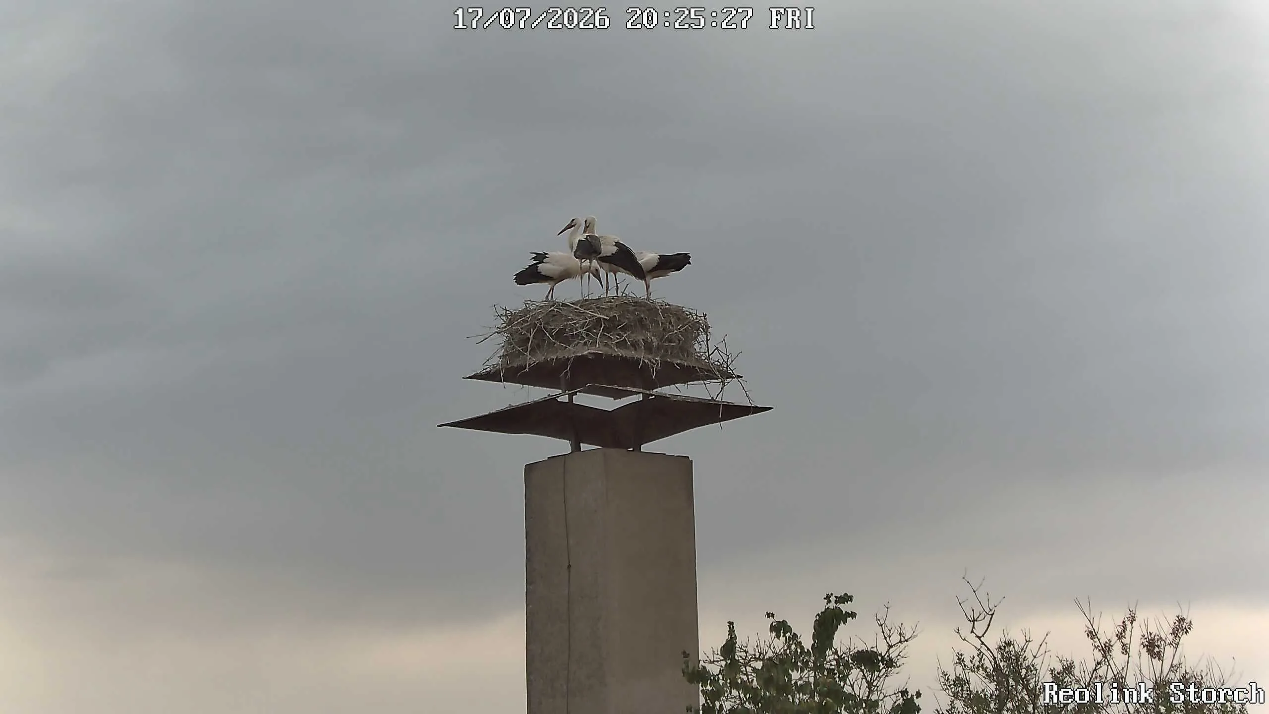 Storchencam Bild