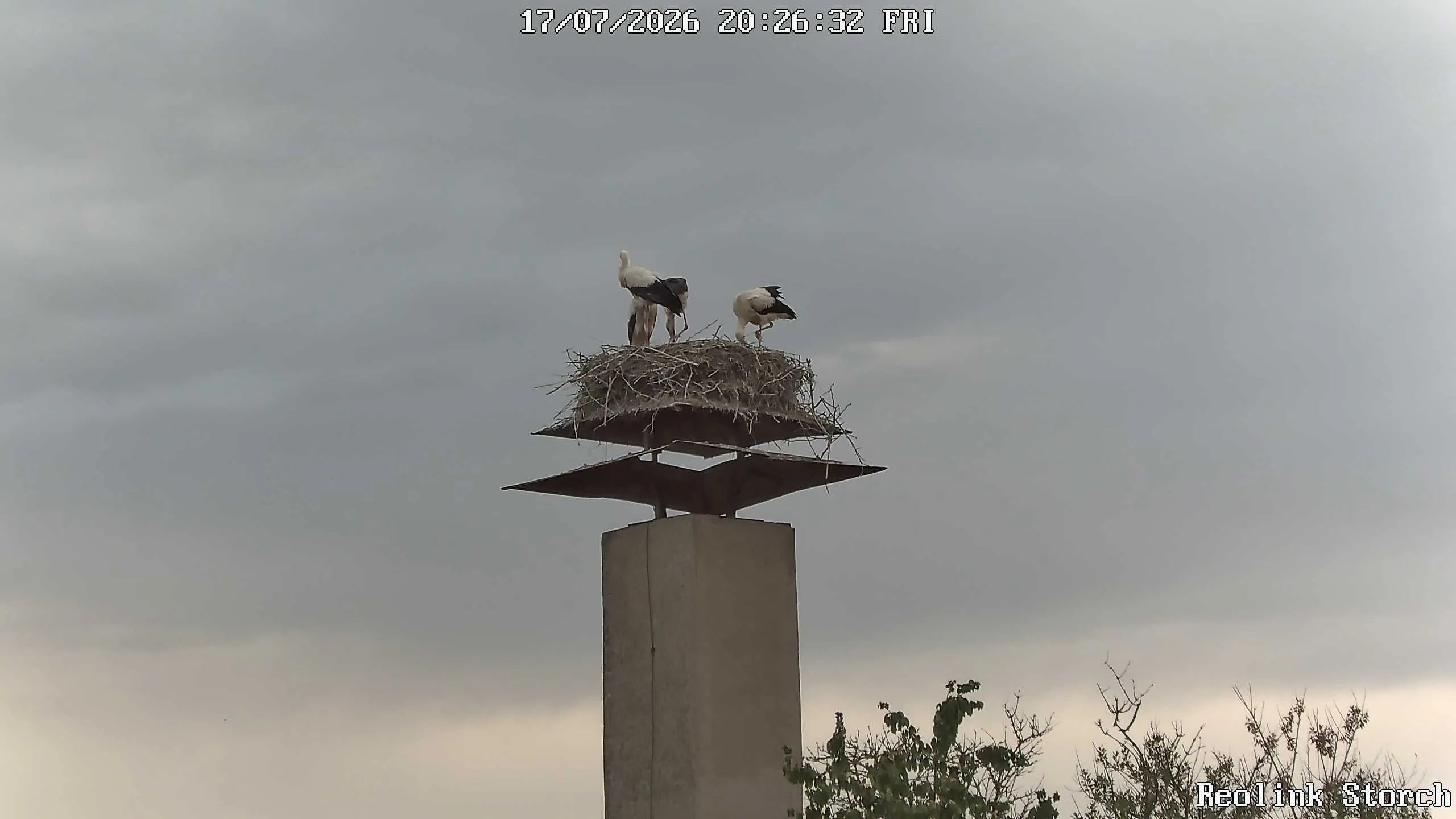 Storchencam Bild