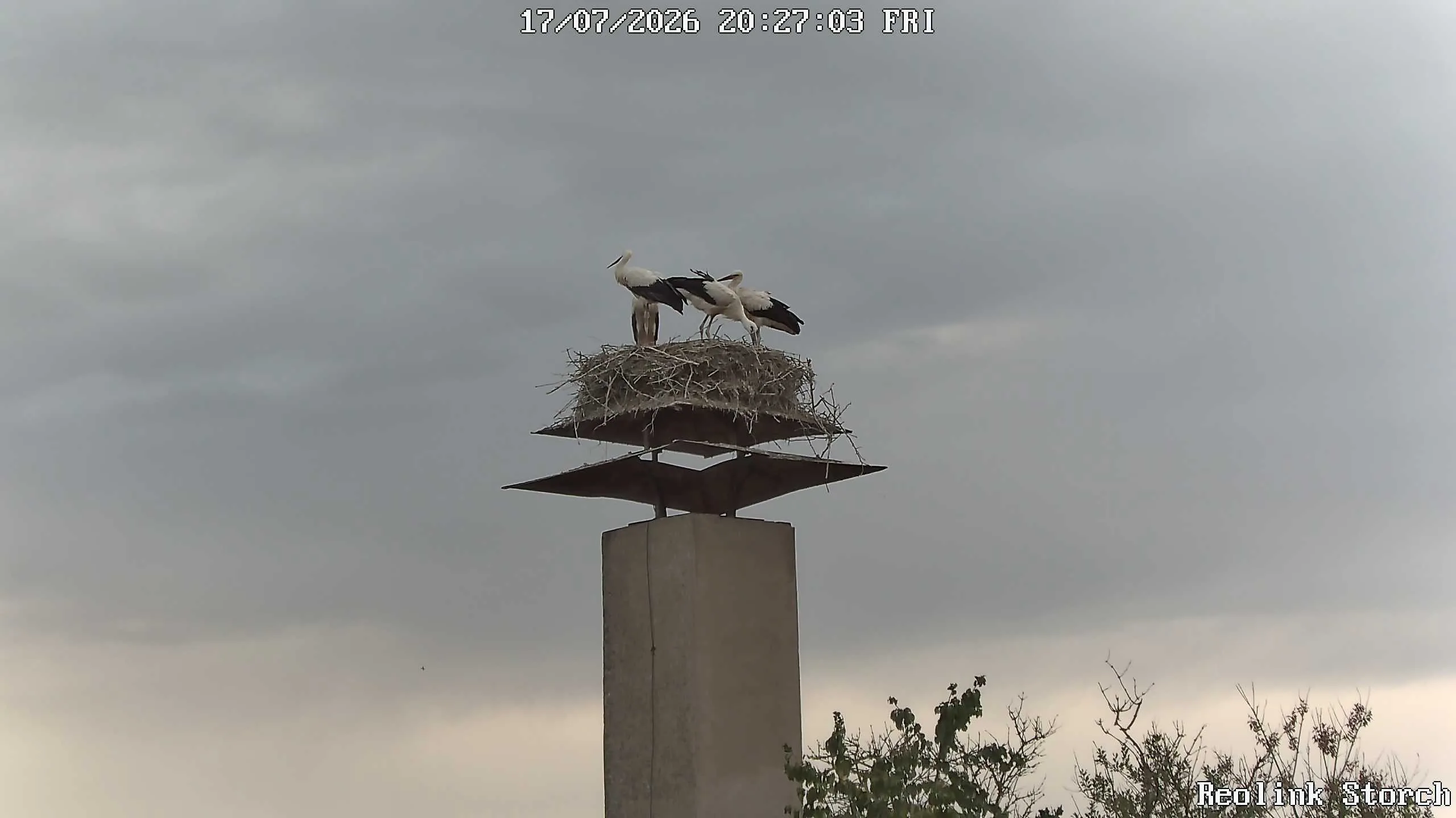 Storchencam Bild