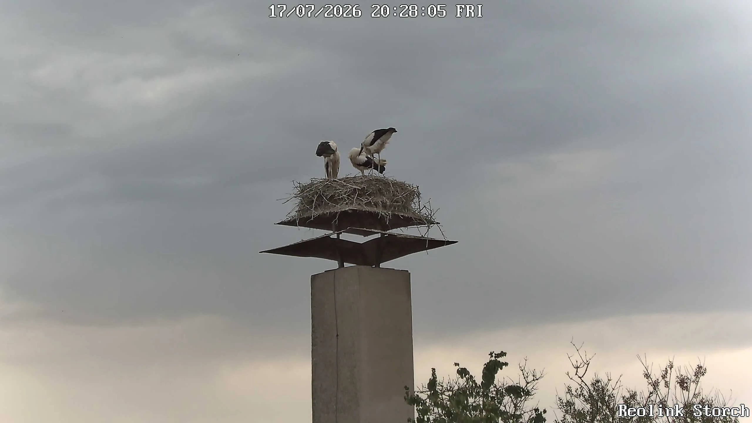 Storchencam Bild